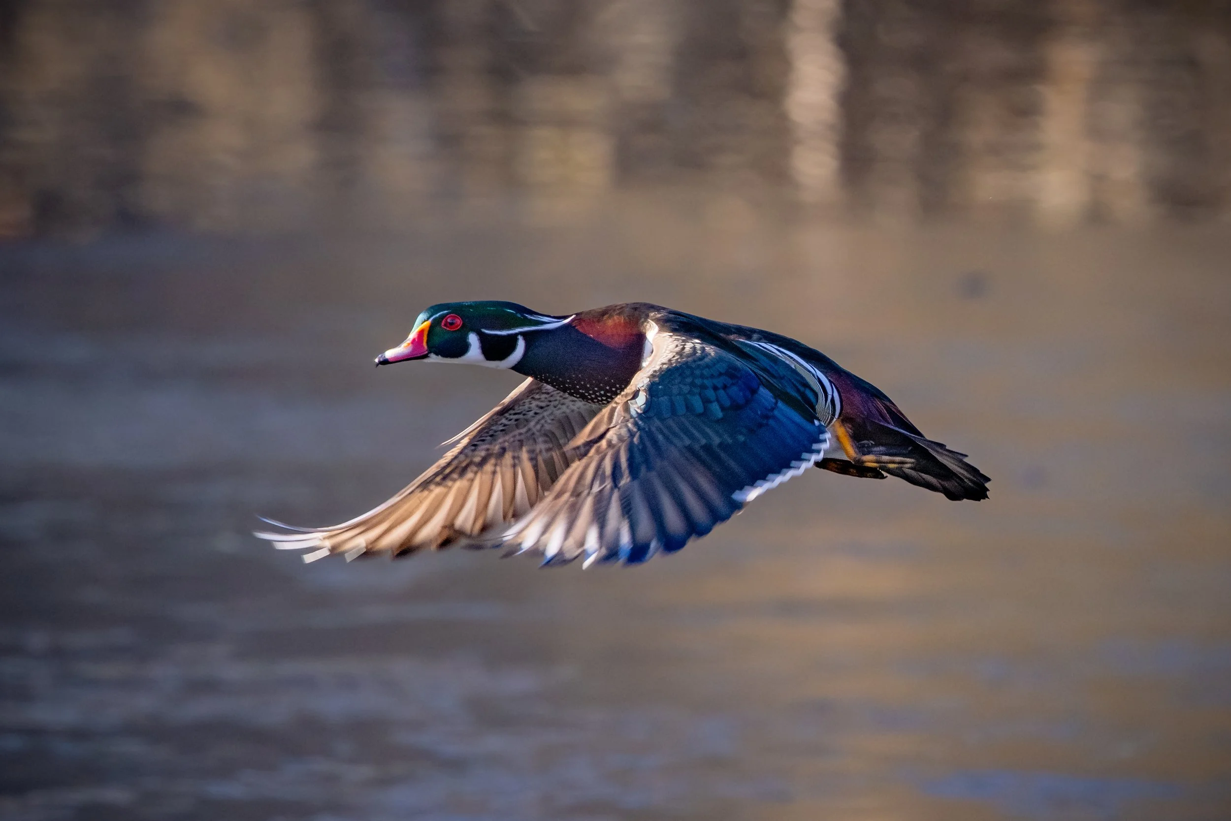 Albertsons Park 12-3-25-5.jpg
