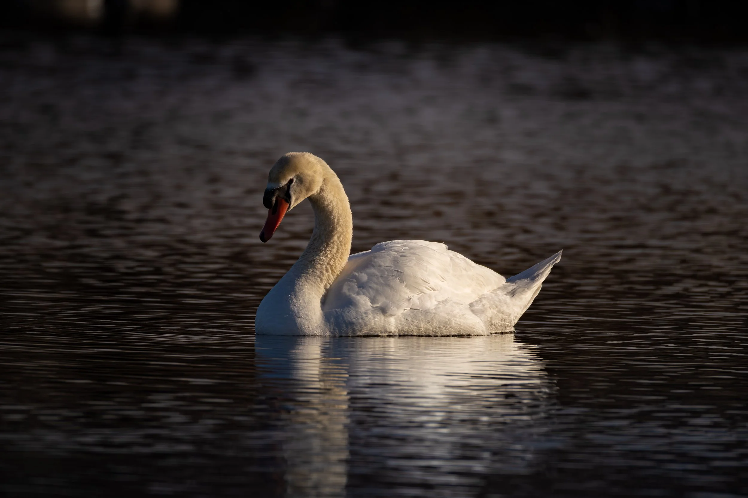 Hyatt - 3-17-26-8.jpg