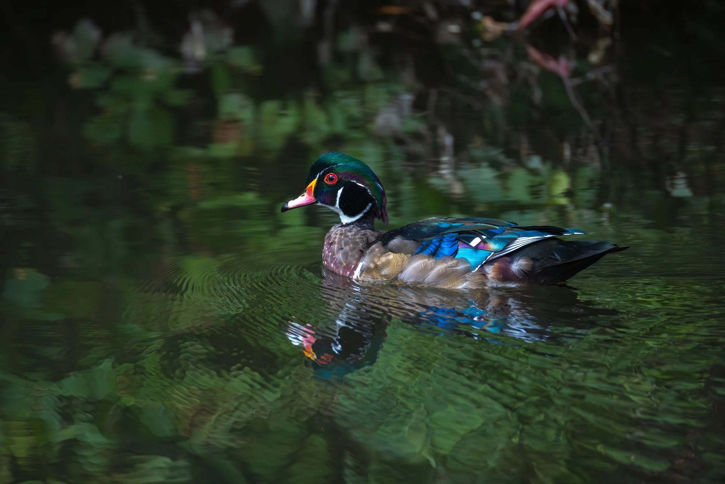 Albertsons 9-14-25-7.jpg