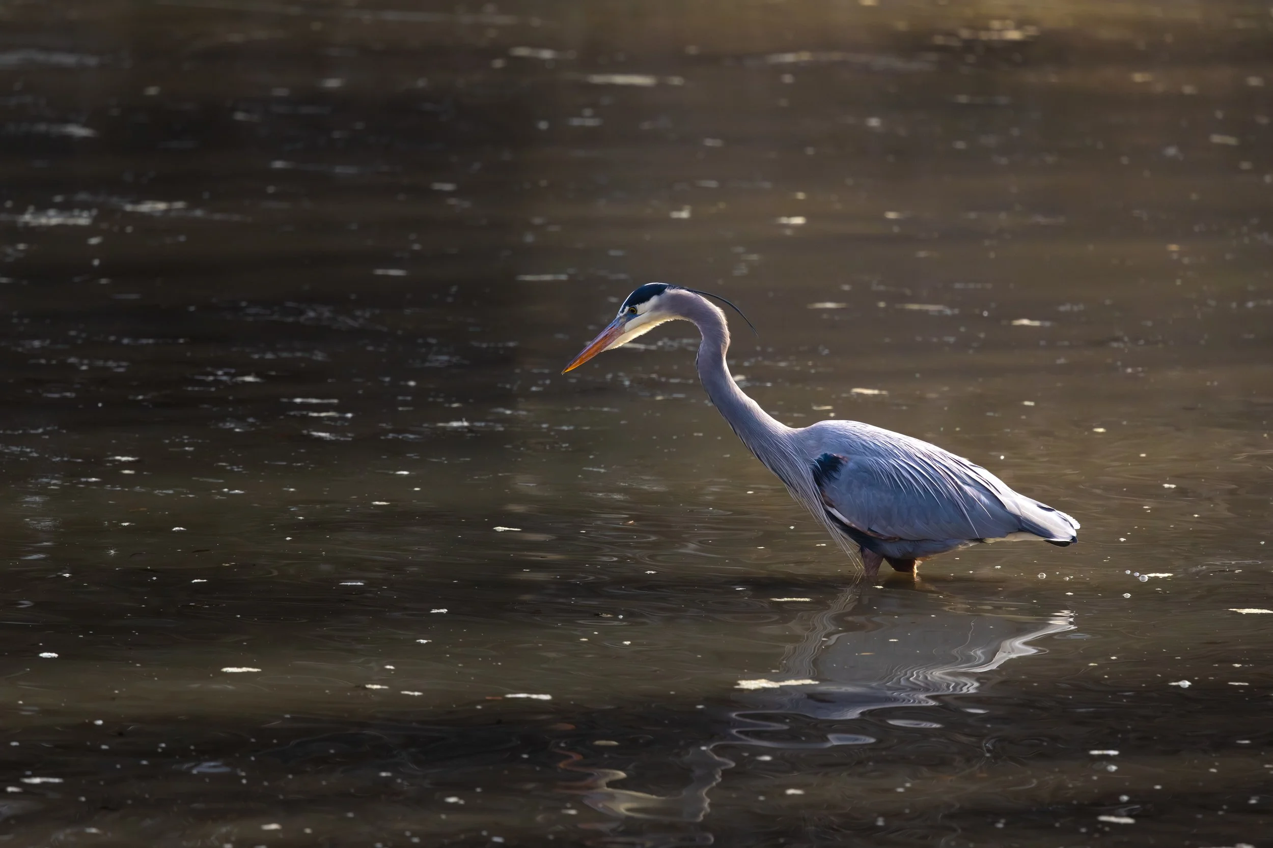 Albertsons Park 2-2-26-4.jpg