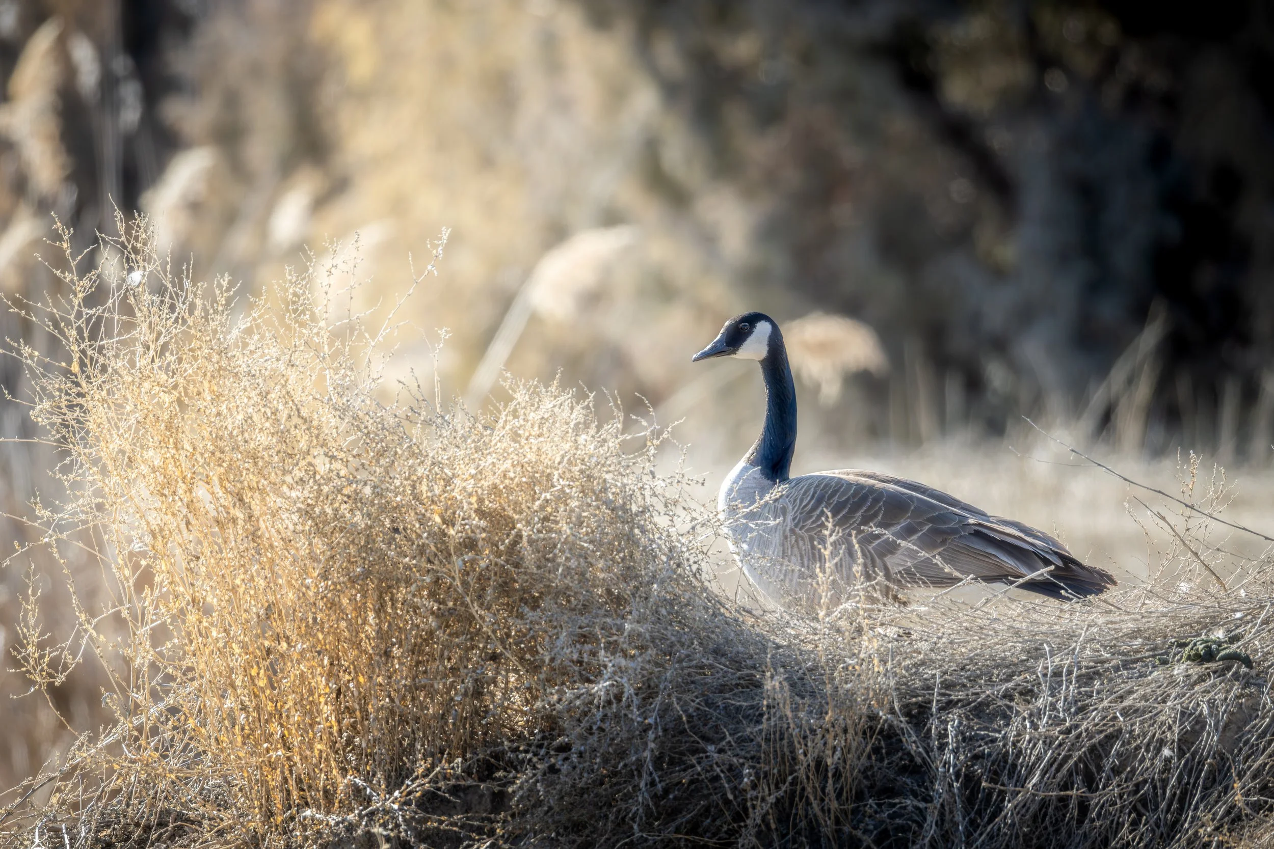 Wilson Springs Ponds - 1-25-2025-6.jpg