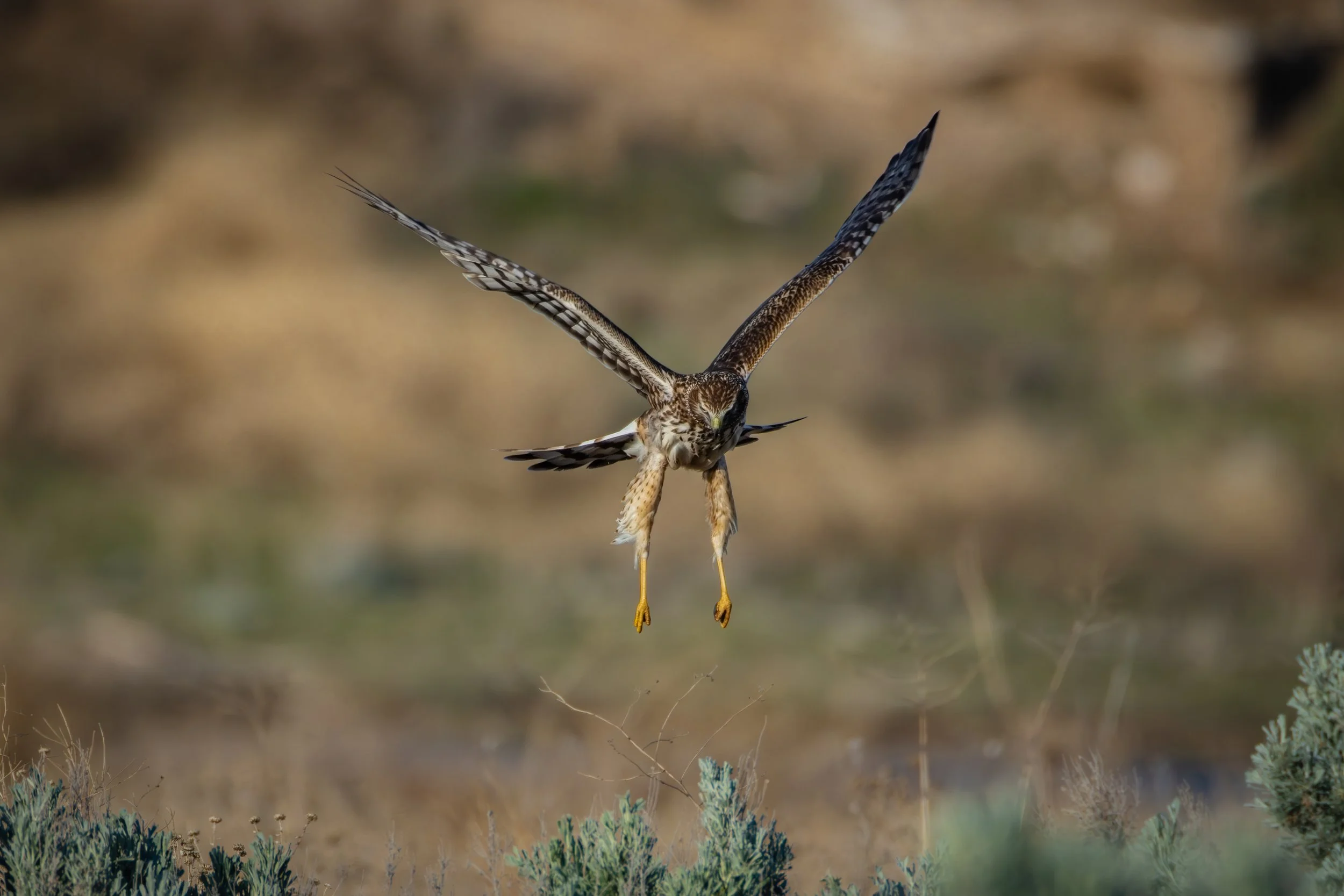 Blacks Creek - 4-26-2025-27.jpg