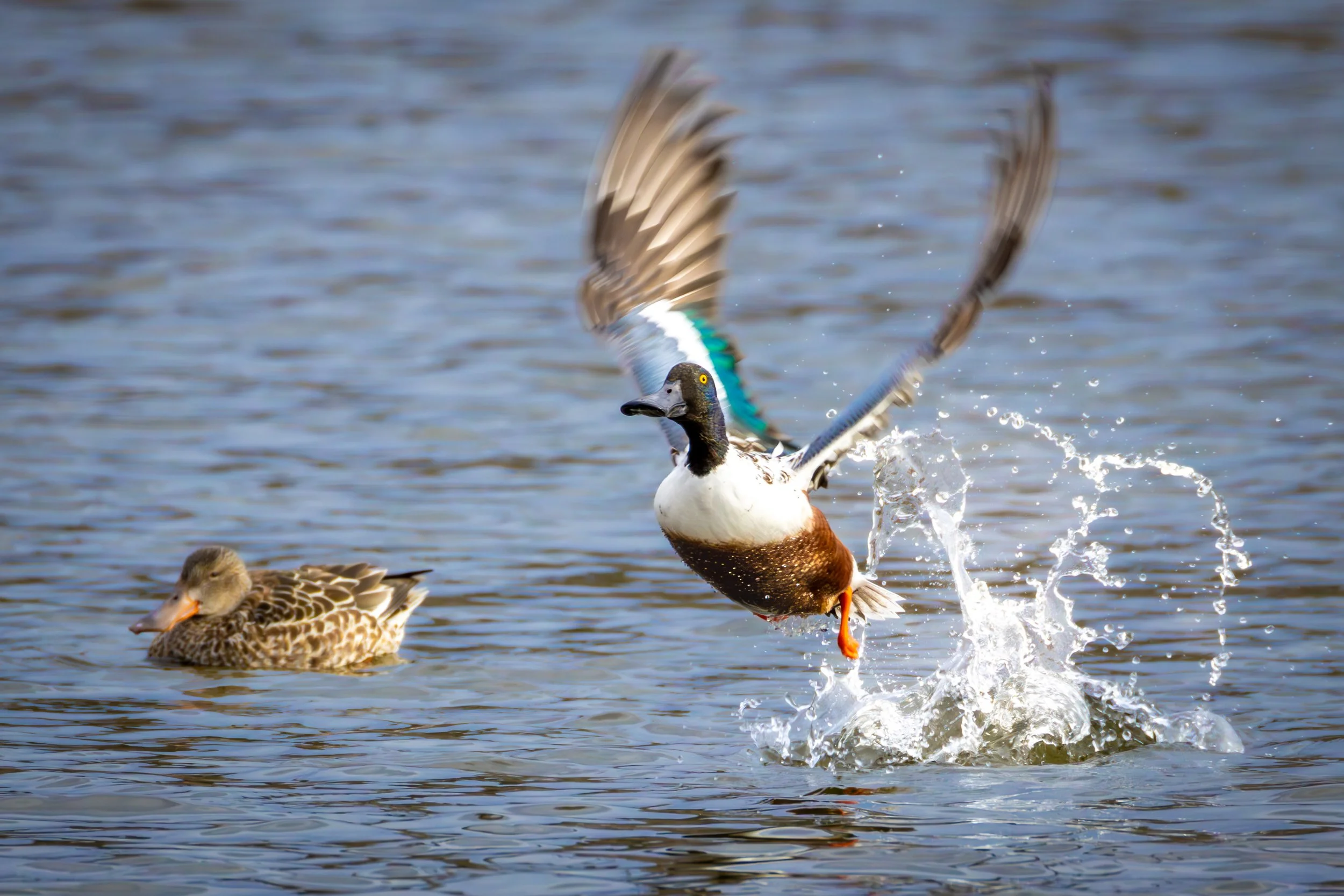 Hyatt 1-12-2025-3.jpg