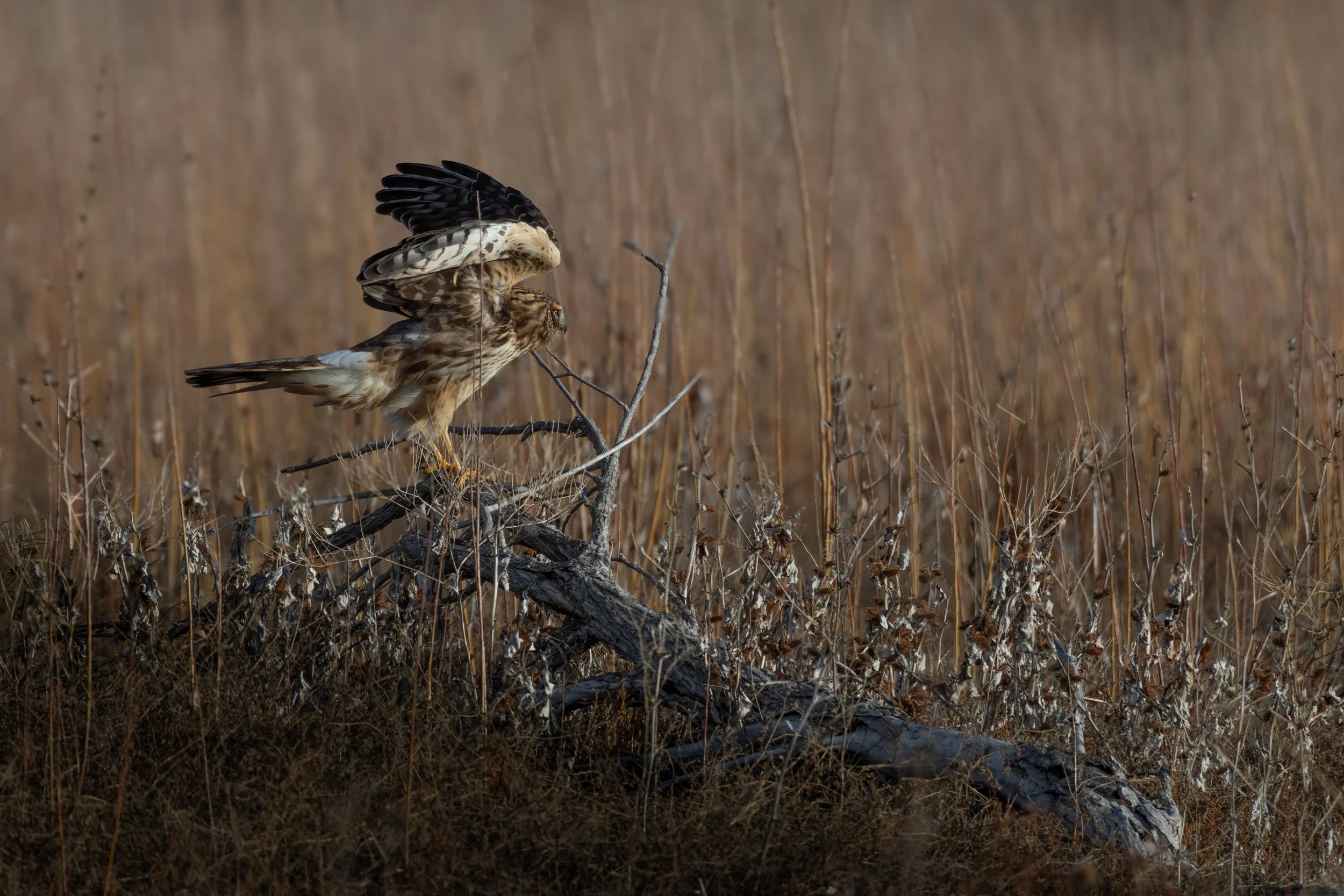 Blacks Creek 1-31-26-05.jpg