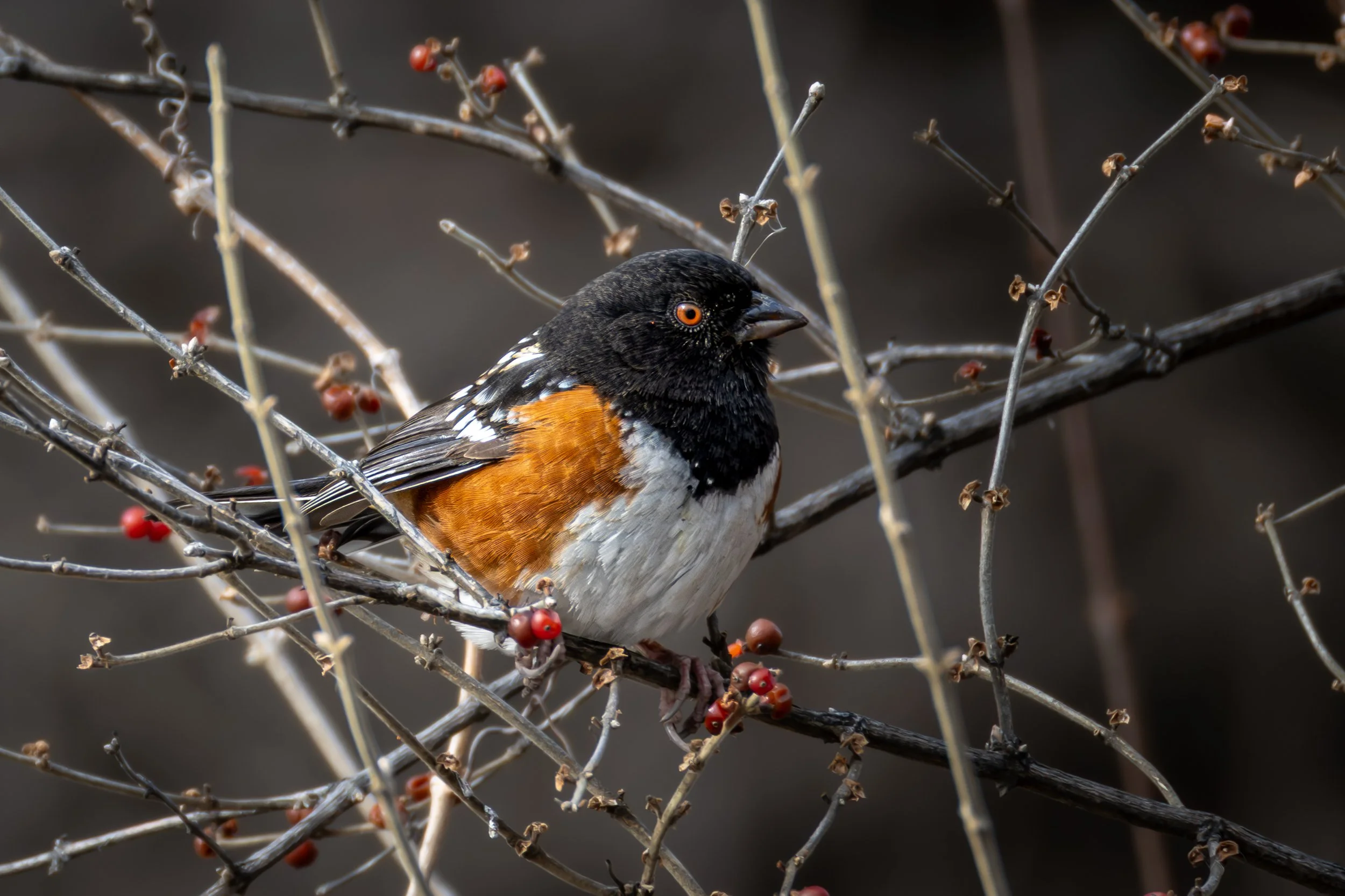 Albertsons 2-15-2025-3.jpg