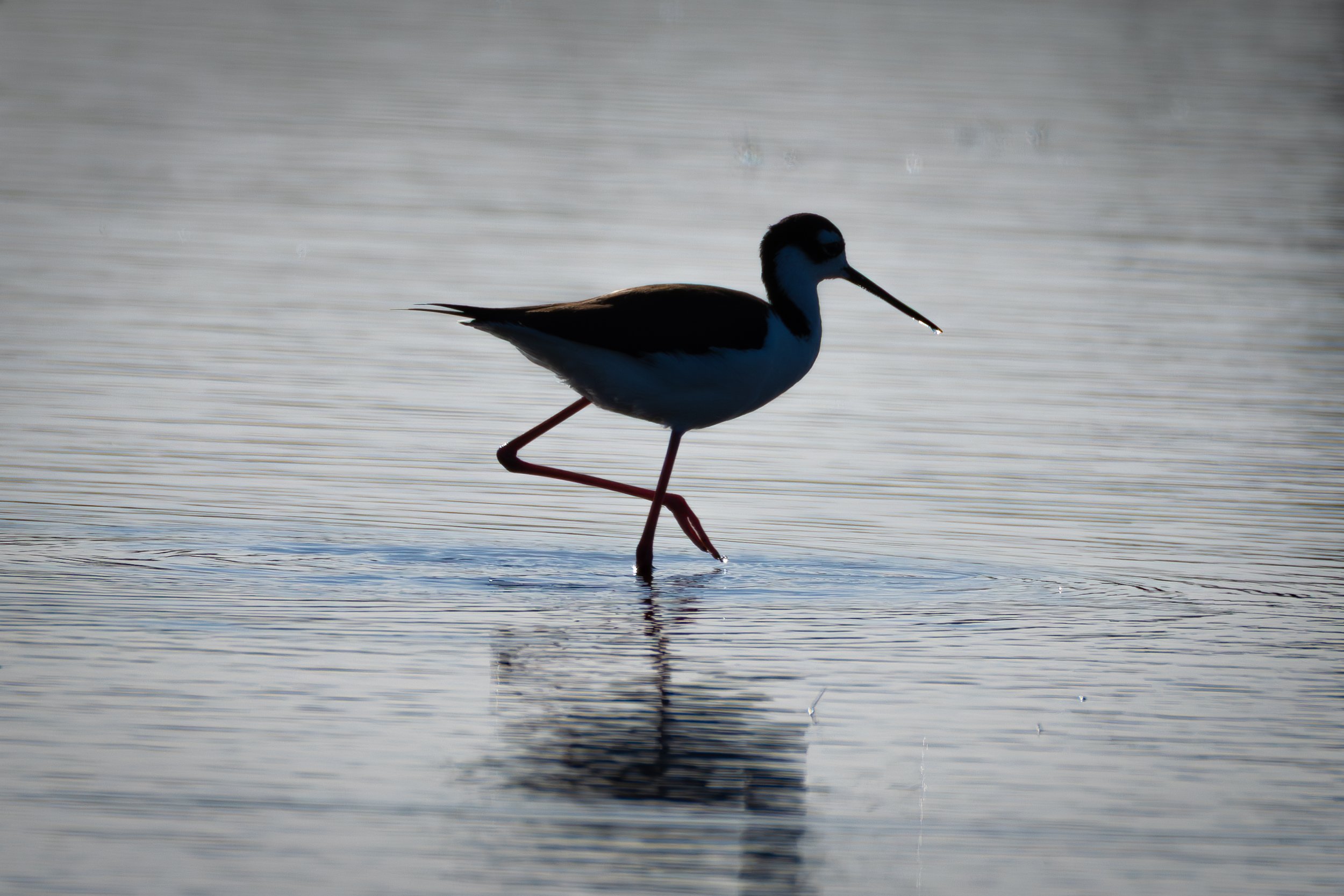 Blacks Creek - 4-26-2025-7.jpg