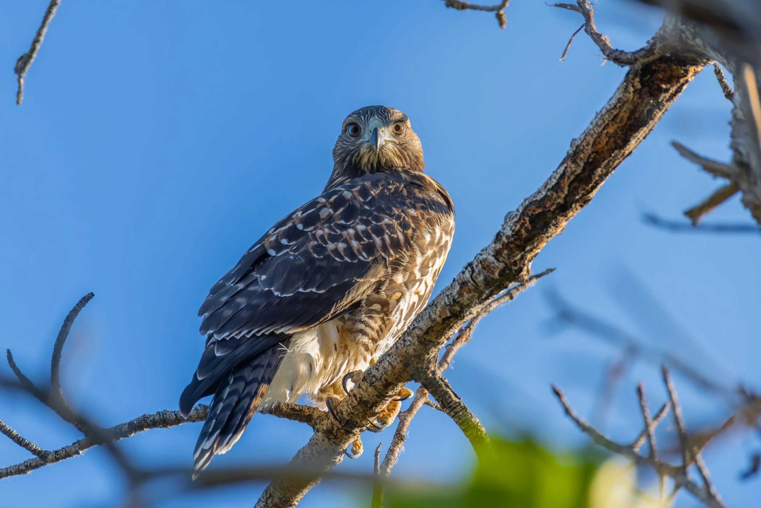 Observatory 6-28-25-01.jpg