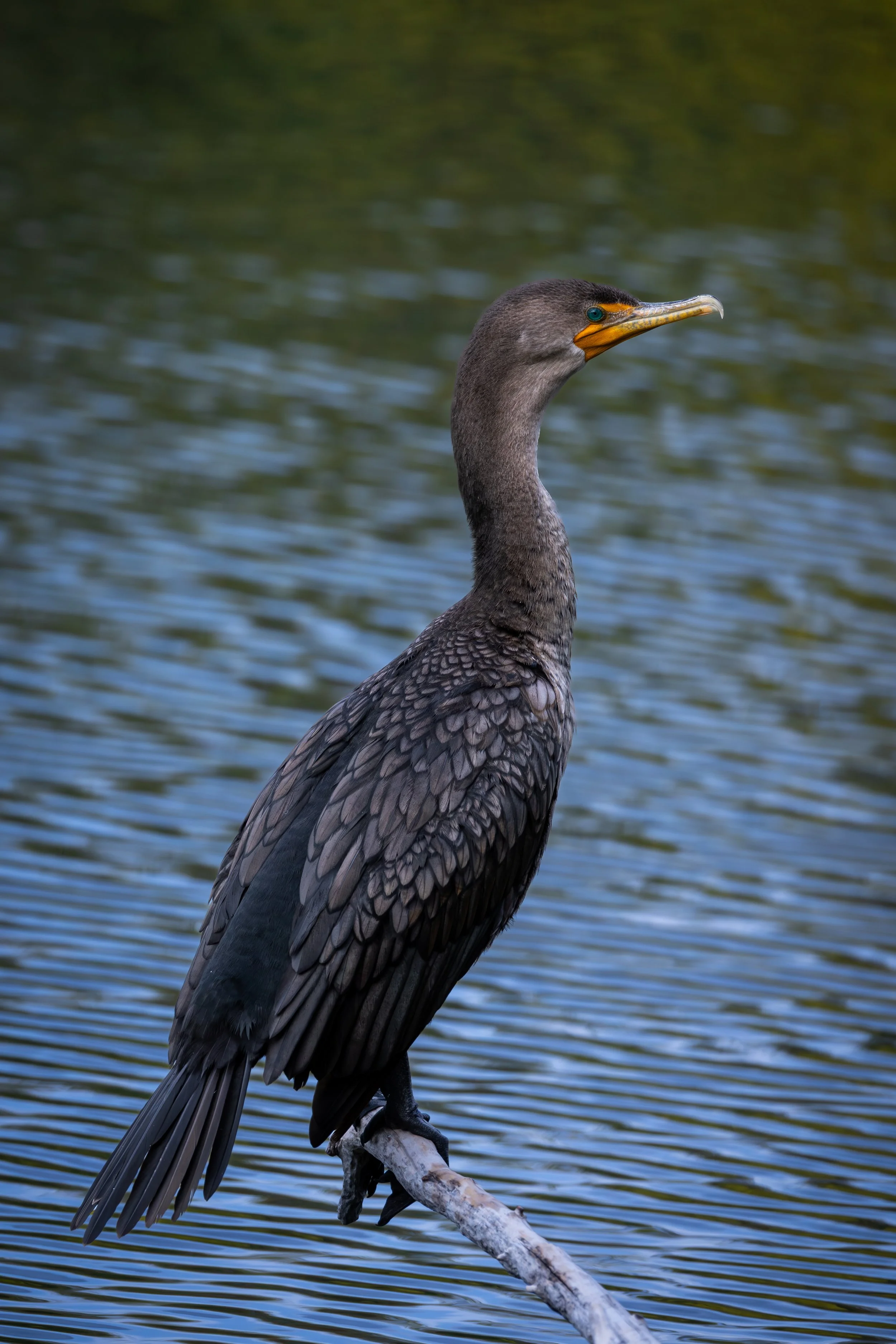 Simplot Park - 9-21-25-07.jpg