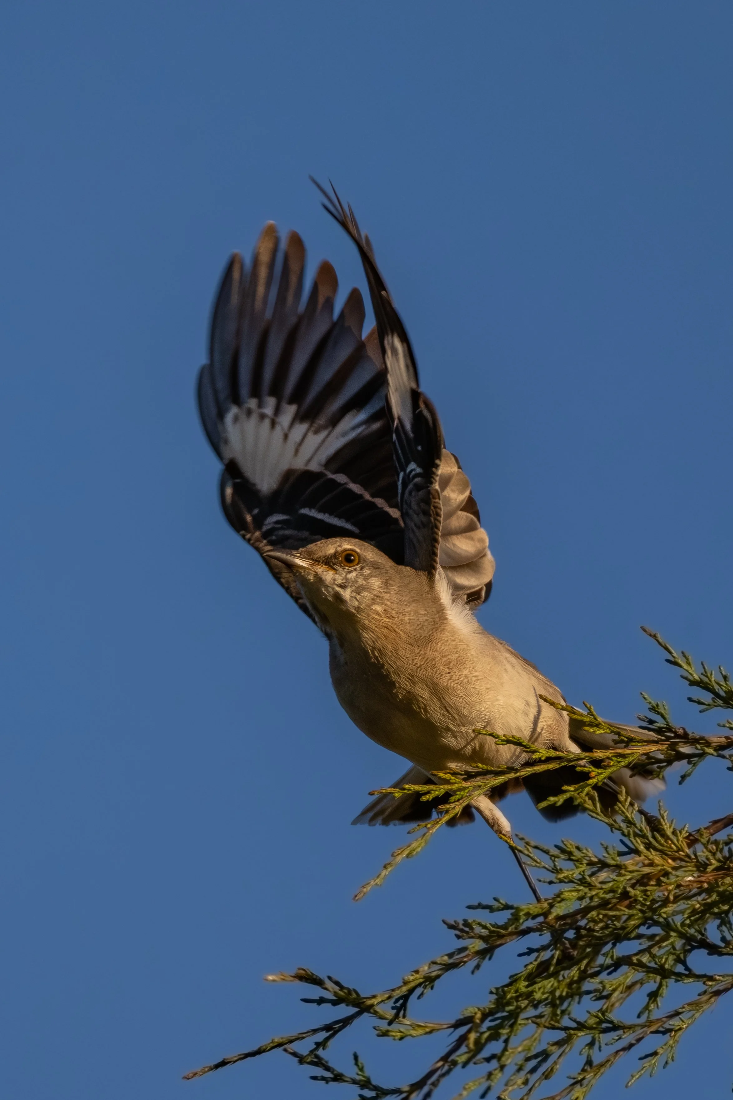 Reedy Creek, NC - 10-24-25-43.jpg