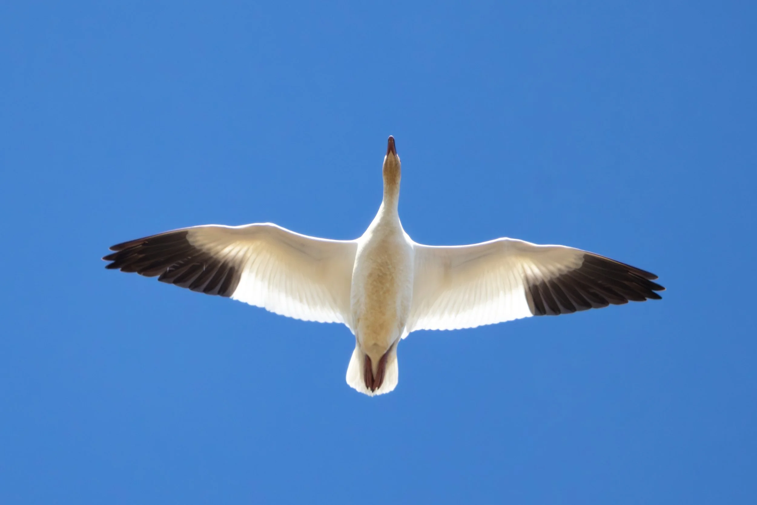 Old Fort Boise 3-25-25-13.jpg