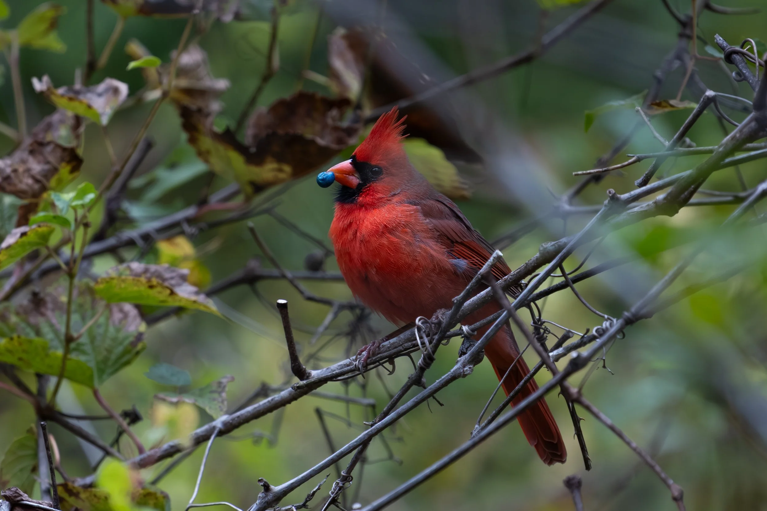 Fred Fletcher Park, NC - 10-27-25-07.jpg