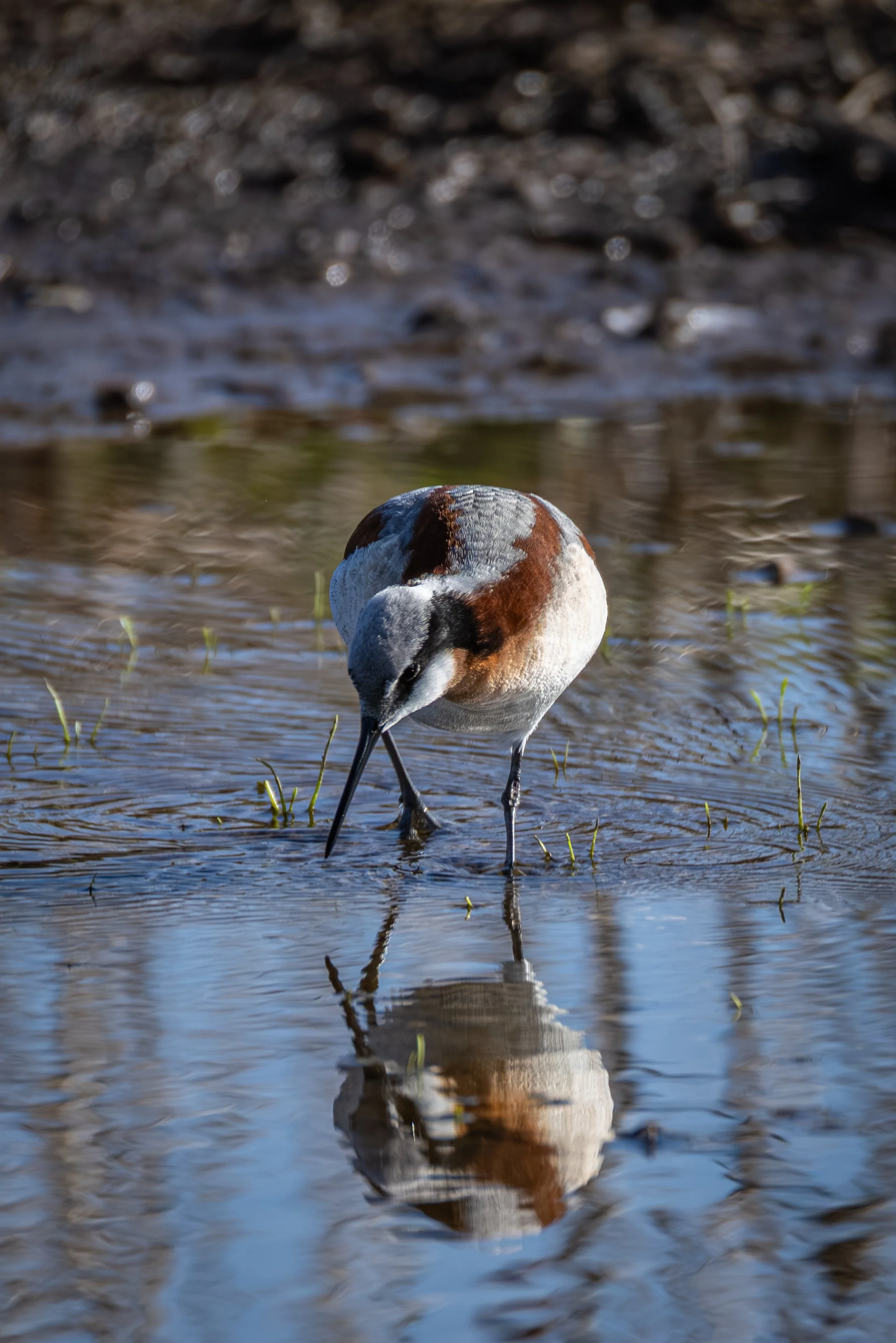 Blacks Creek - 4-26-2025-4.jpg