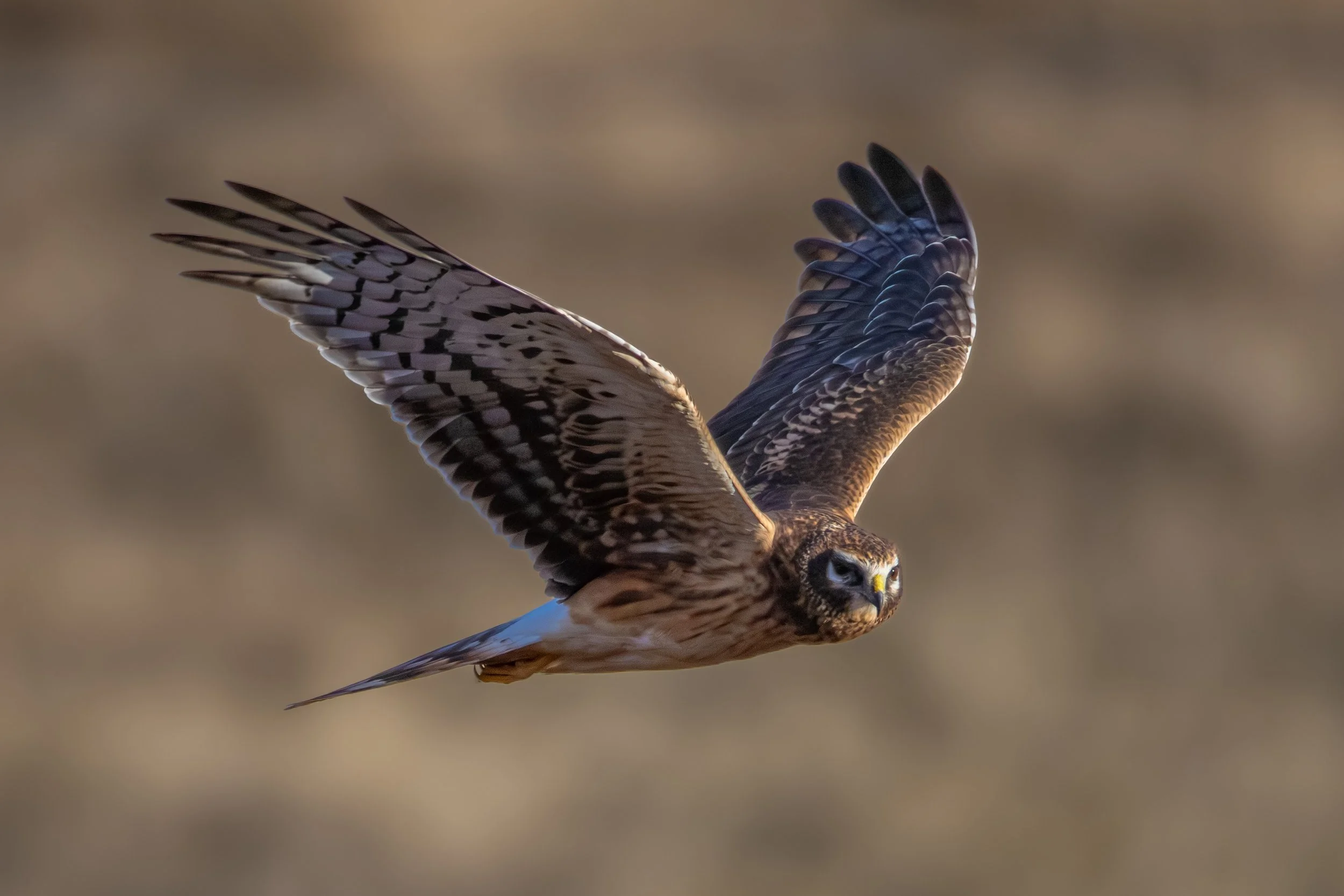 Hidden Springs - 11-15-2025-07.jpg