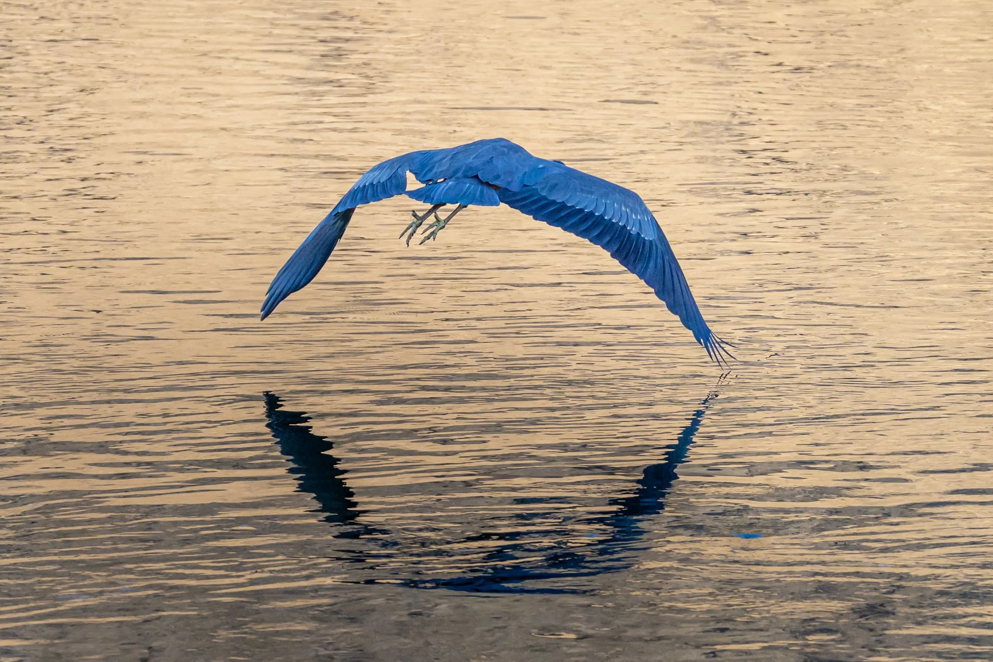 Swan Falls - 10-13-2024-14.jpg