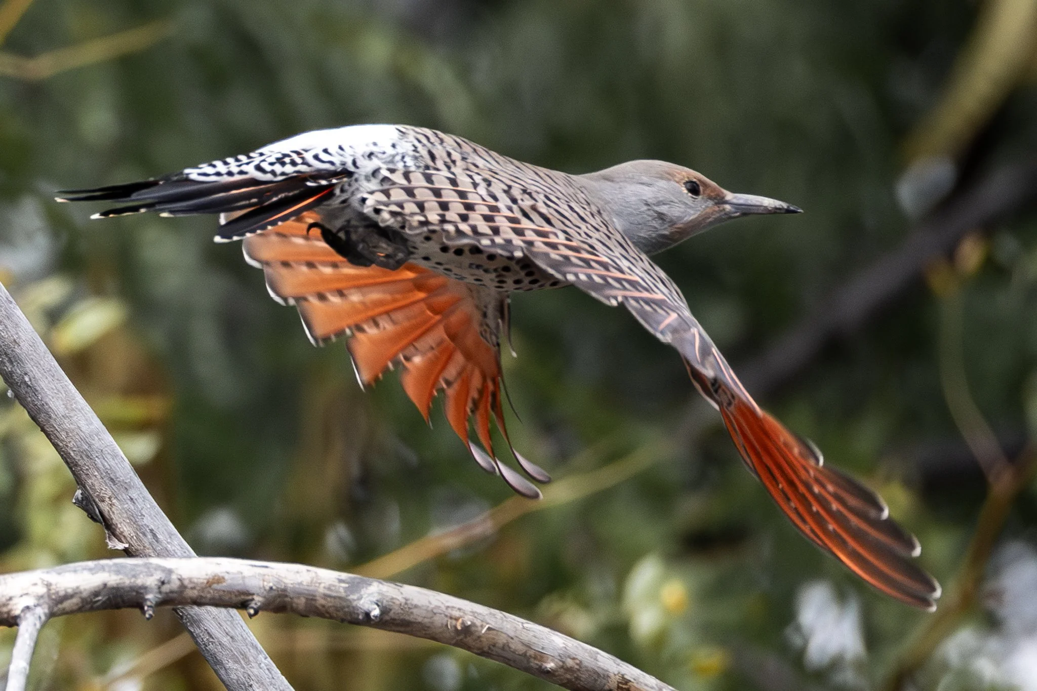 Albertsons - 9-18-2024-4.jpg