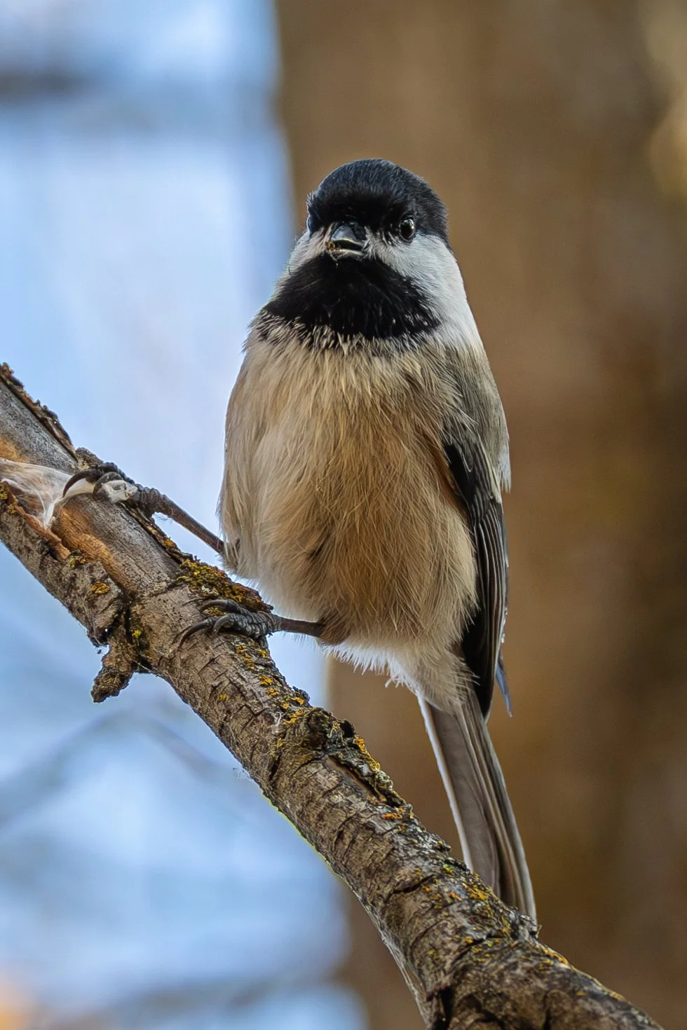 Albertsons Park - 11-14-2024-9.jpg