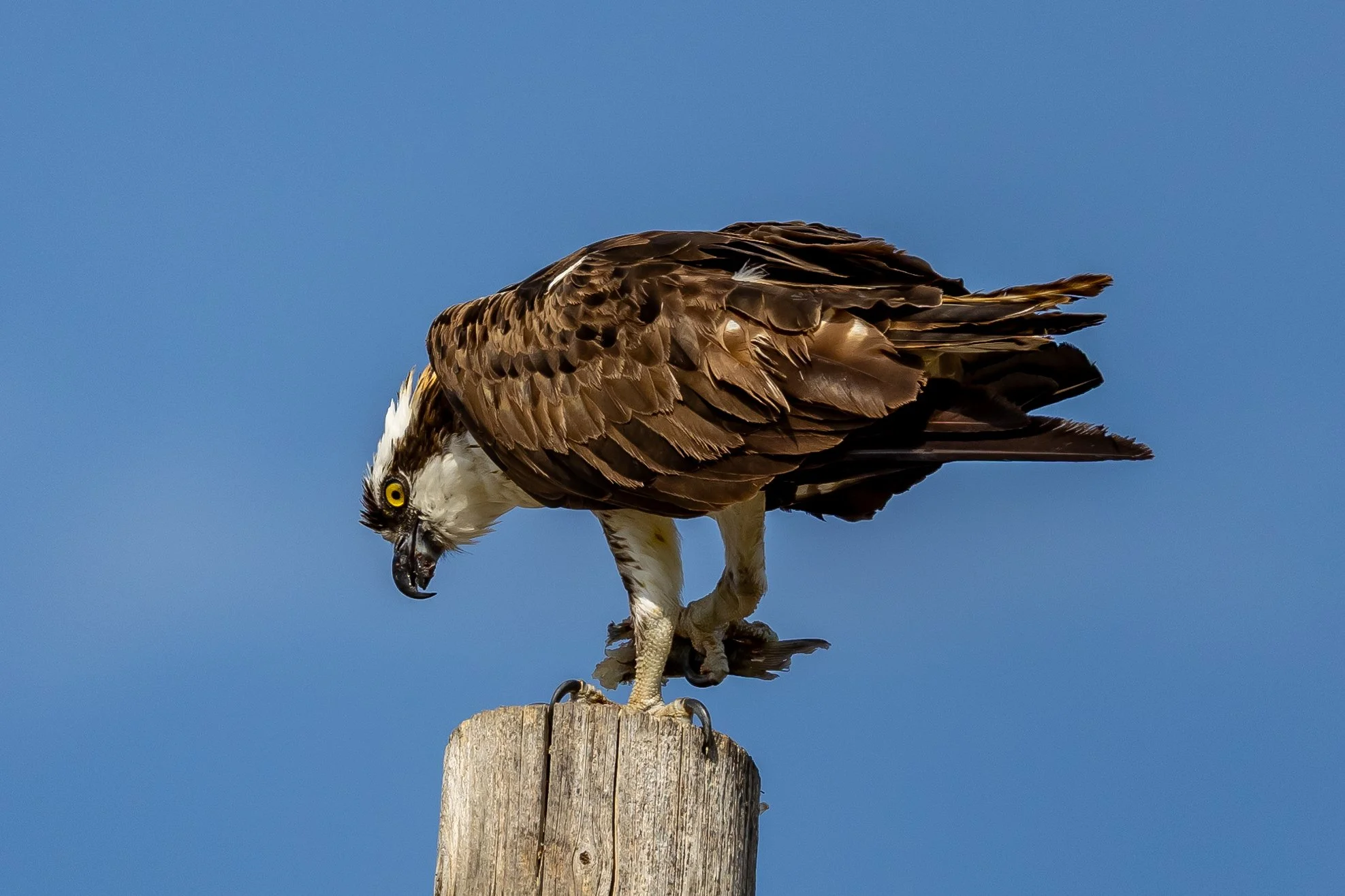 Hyatt 9-7-2024-11.jpg