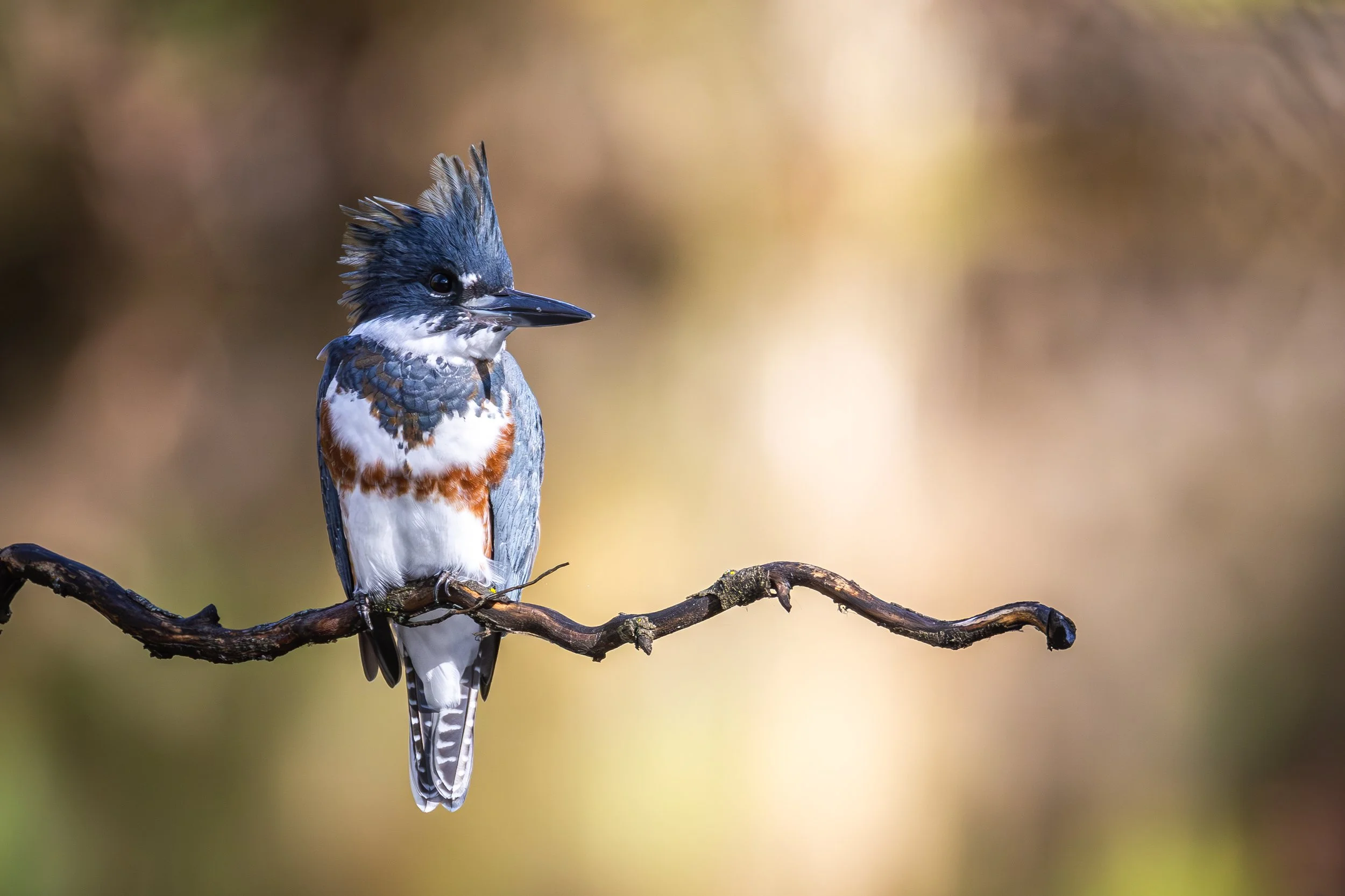 Albertsons 11-1-24-34.jpg