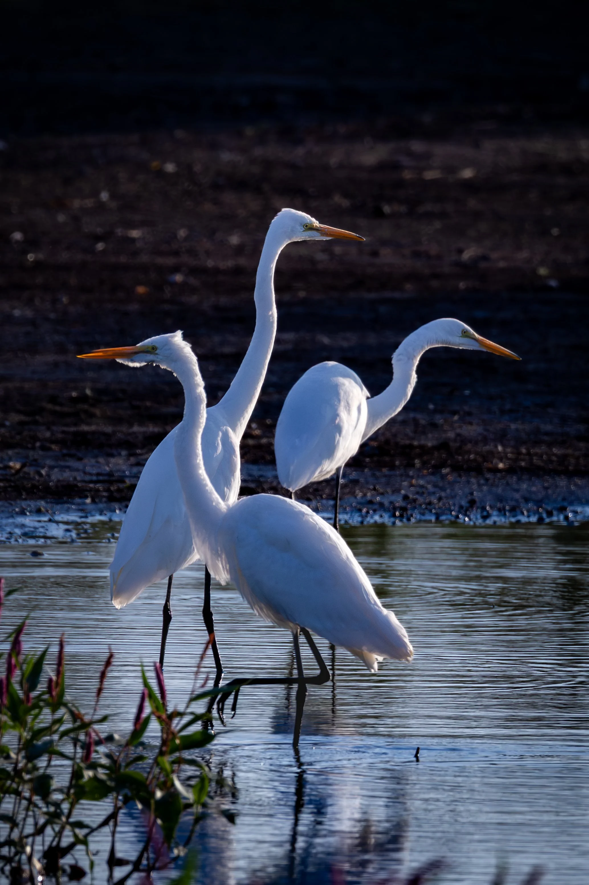 Blacks Creek 8-3-25-09.jpg