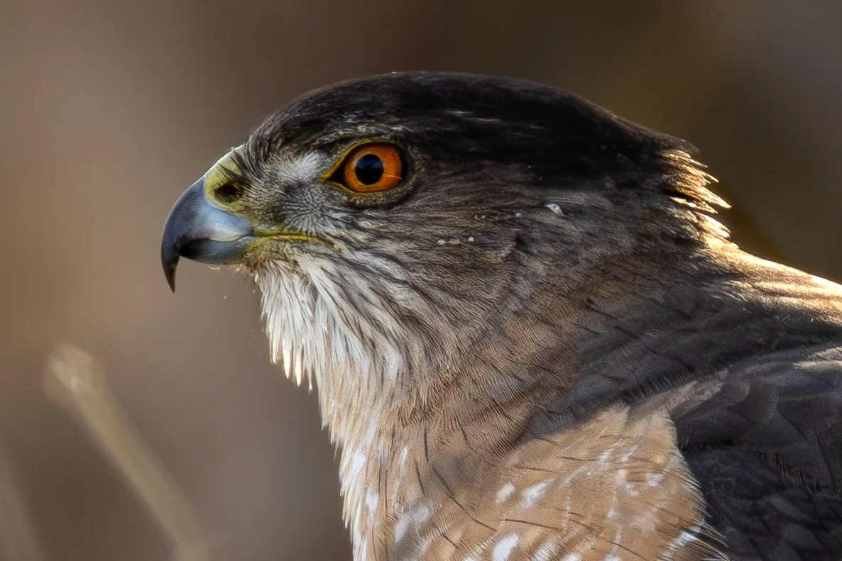 Albertsons 2-15-2025-6.jpg