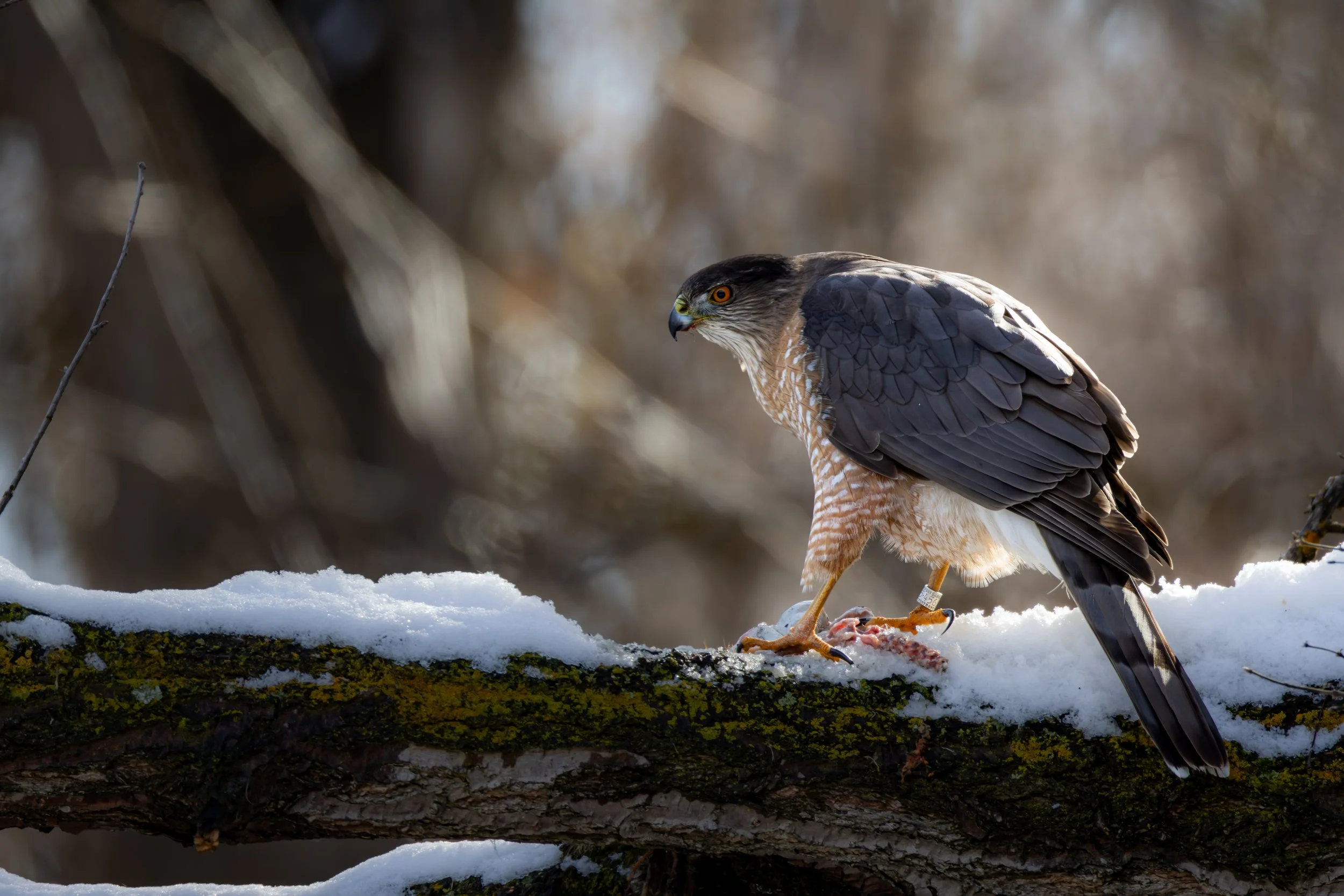 Albertsons 2-15-2025-8.jpg