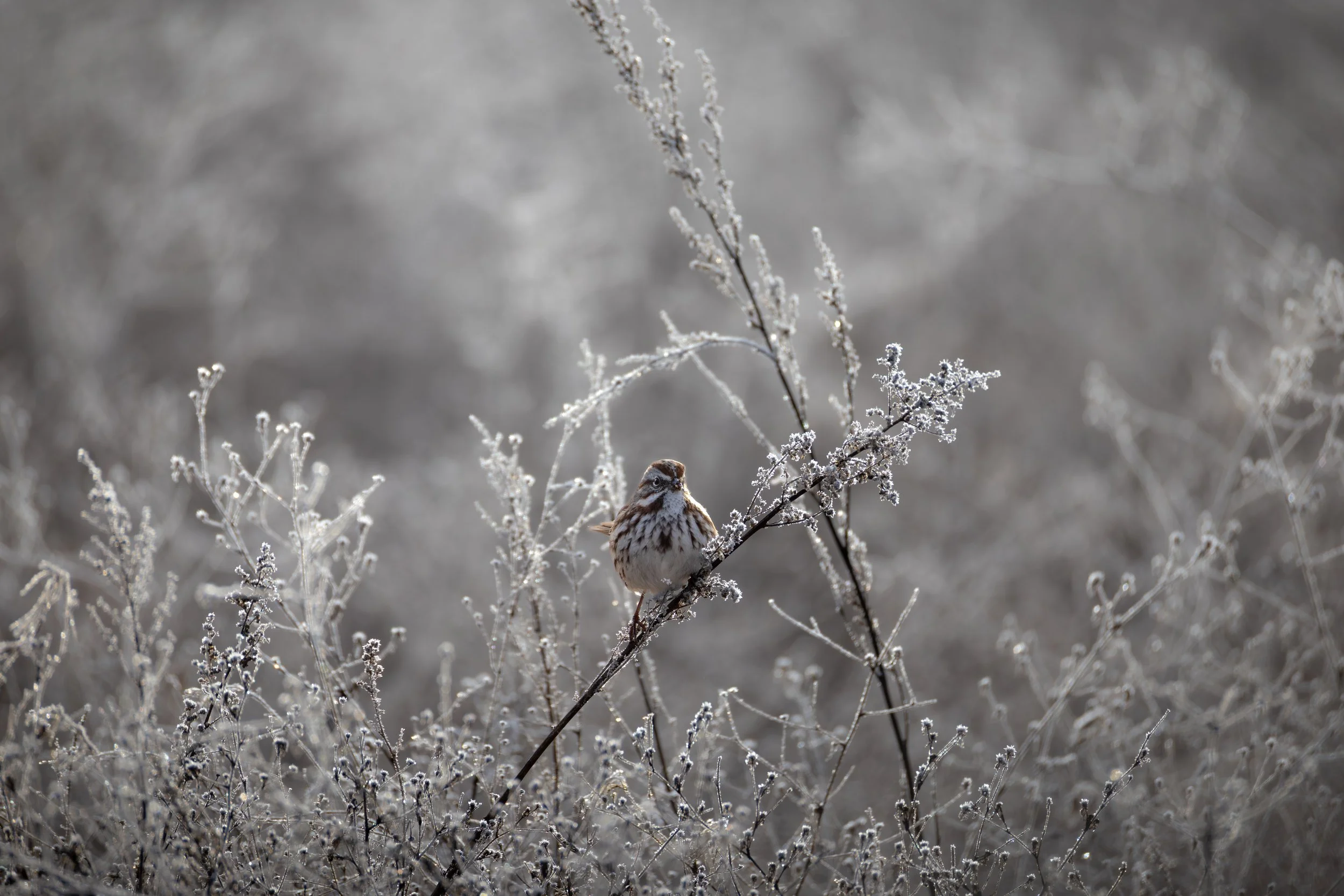 Boise Green Belt - 1-10-26-20.jpg