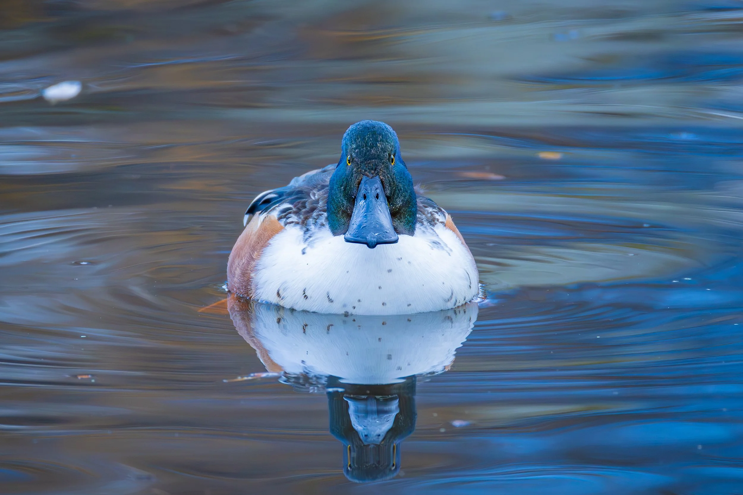 Albertsons 11-24-2024-26.jpg