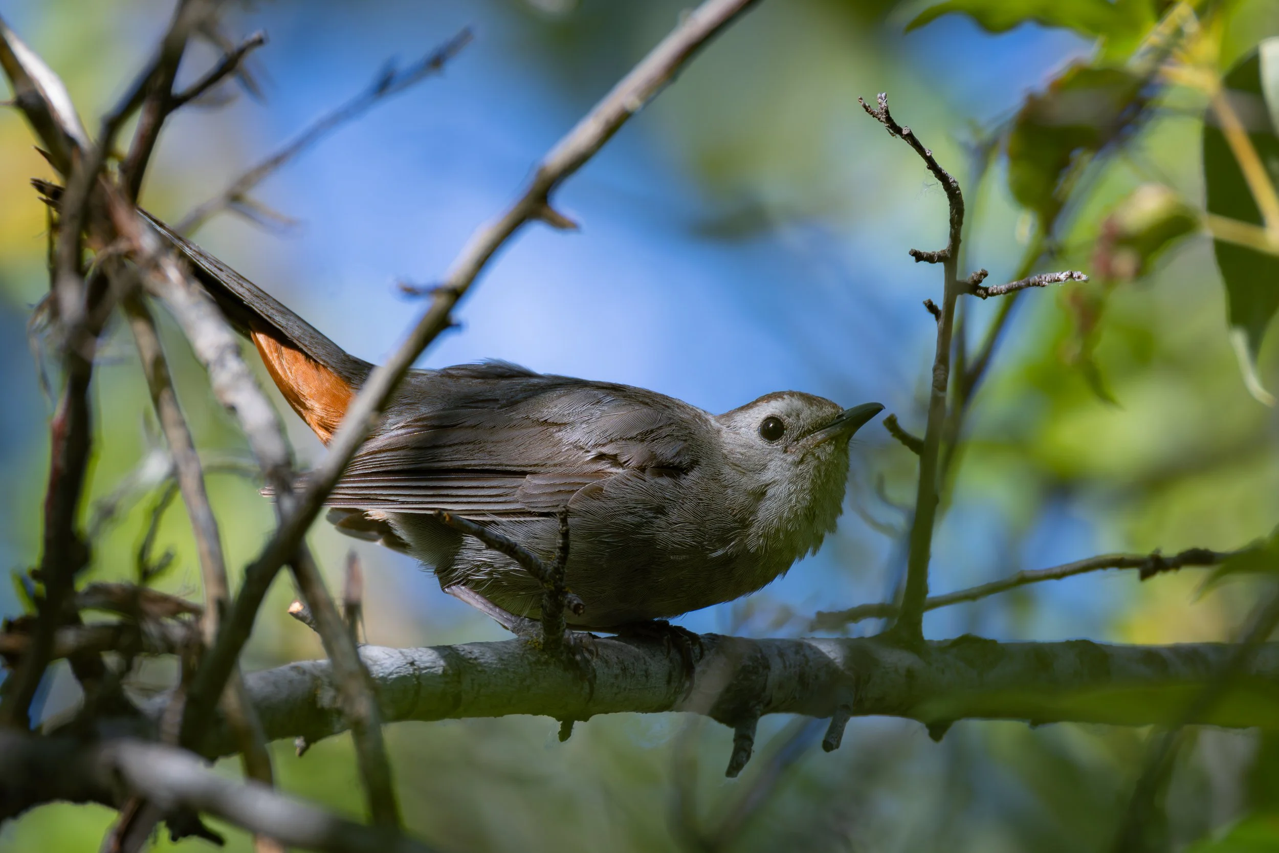 Marianne Williams Park 7-20-25-11.jpg