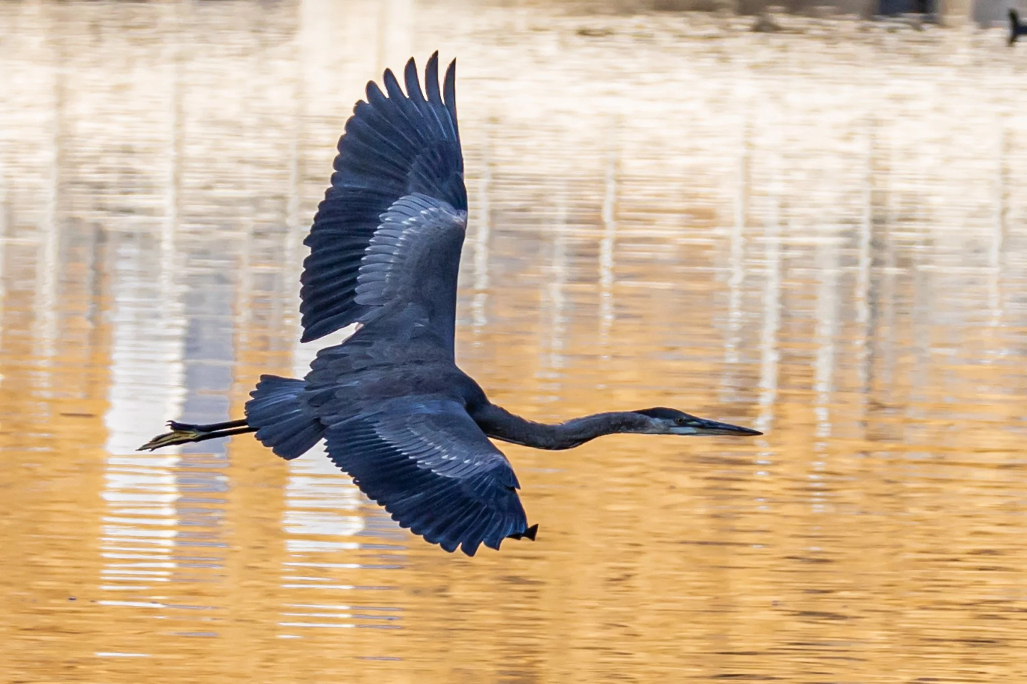 Swan Falls - 10-13-2024-8.jpg