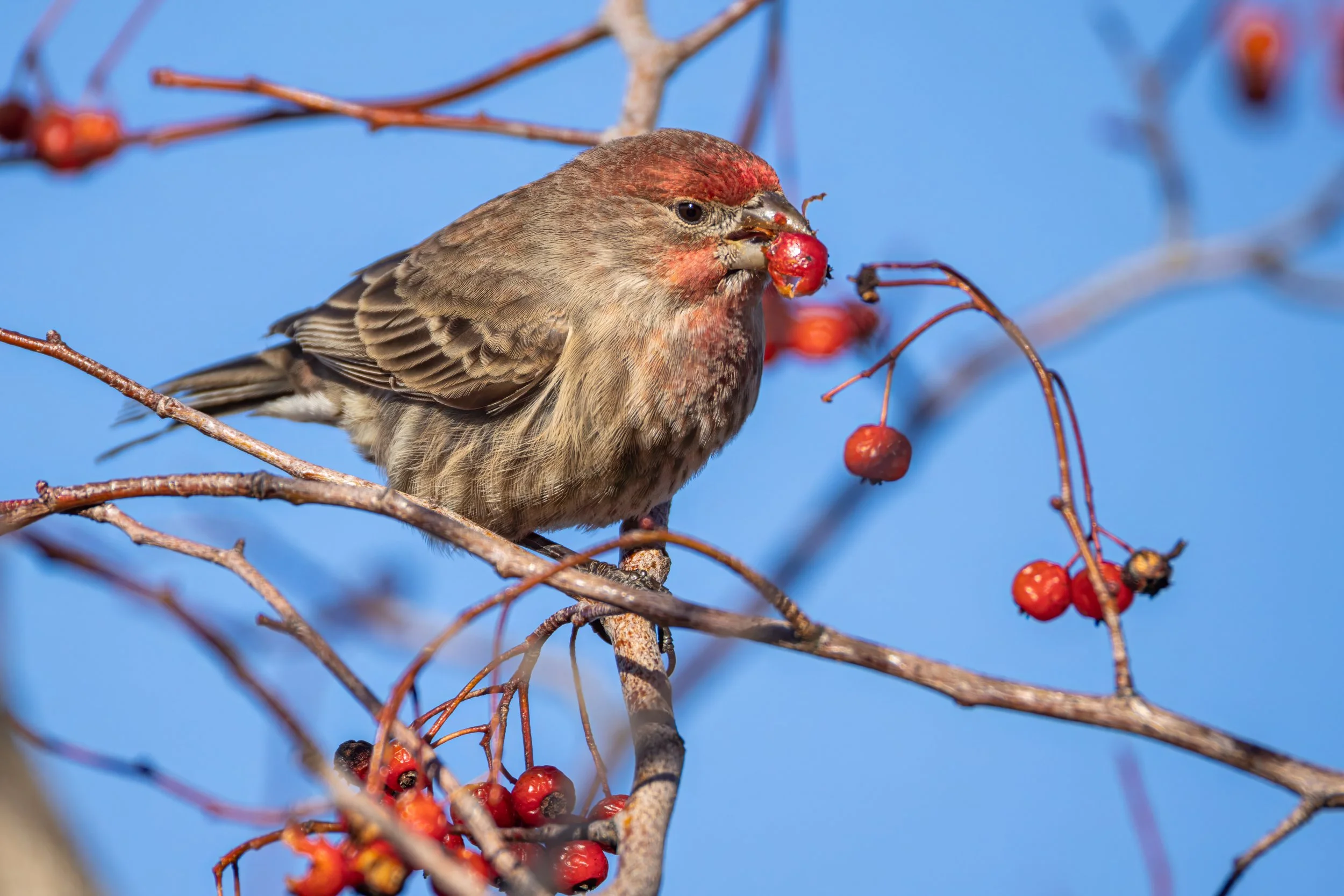 Esther Simplot - 1-20-25-10.jpg