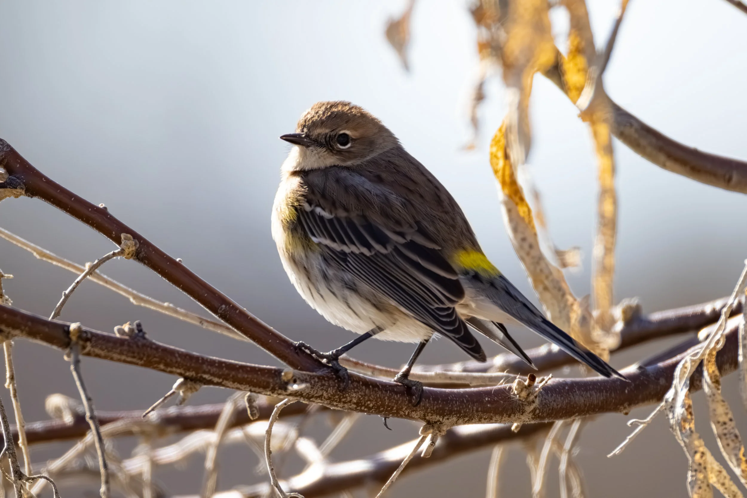 Wilson Springs Ponds - 1-26-2025-1.jpg