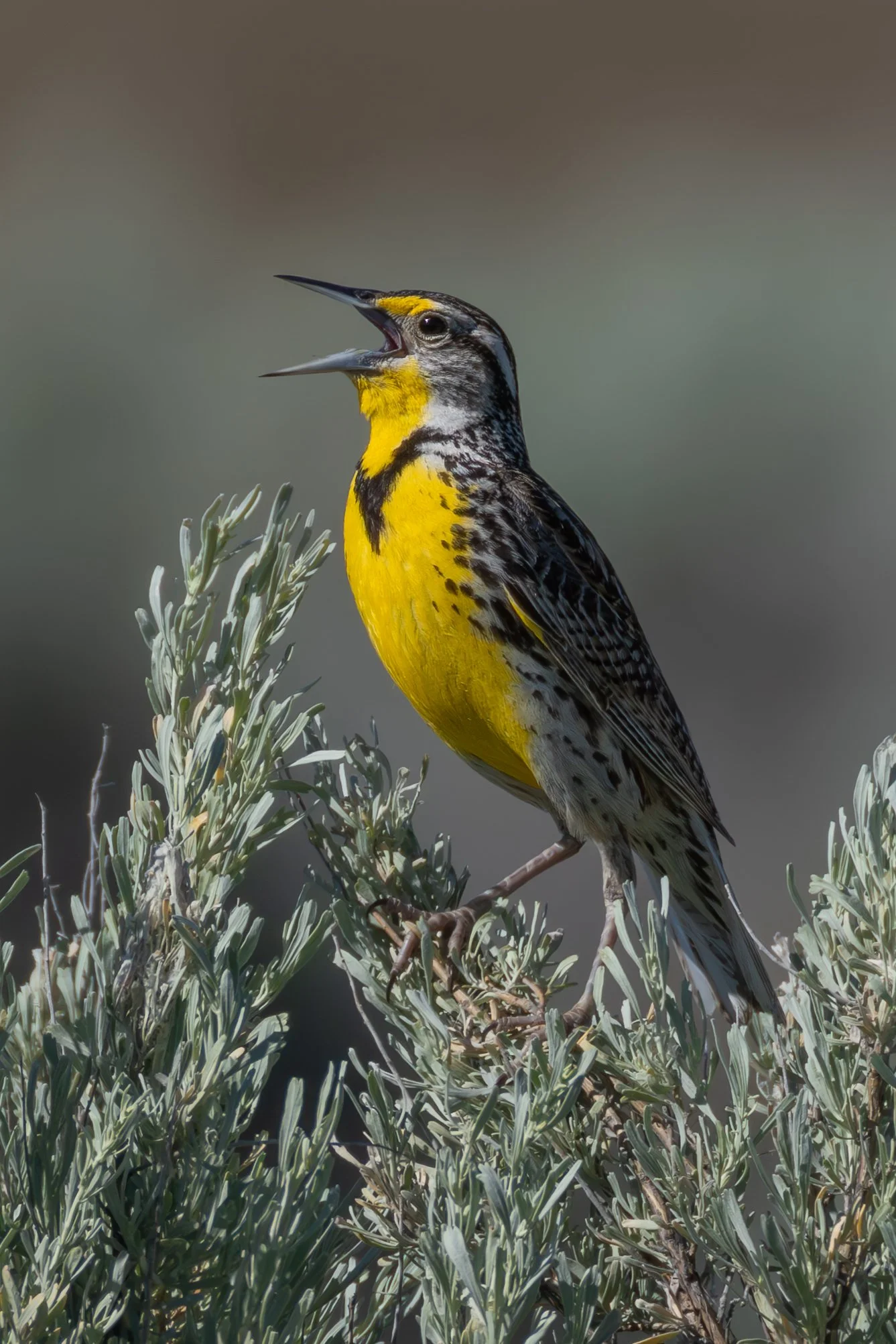 Blacks Creek - 5-31-25-47.jpg