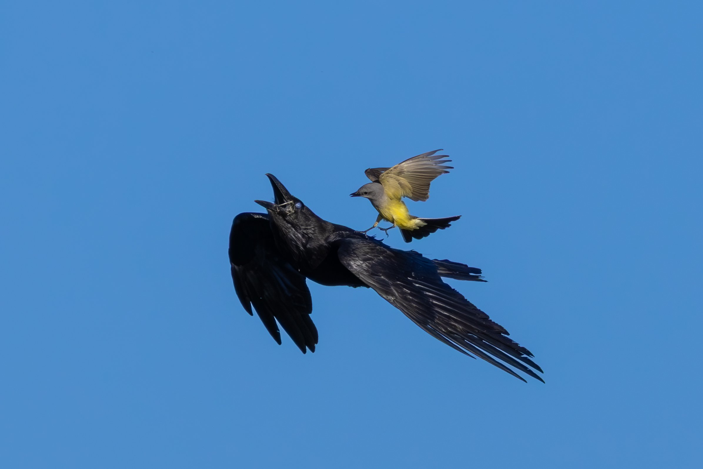 Blacks Creek - 5-31-25-9.jpg