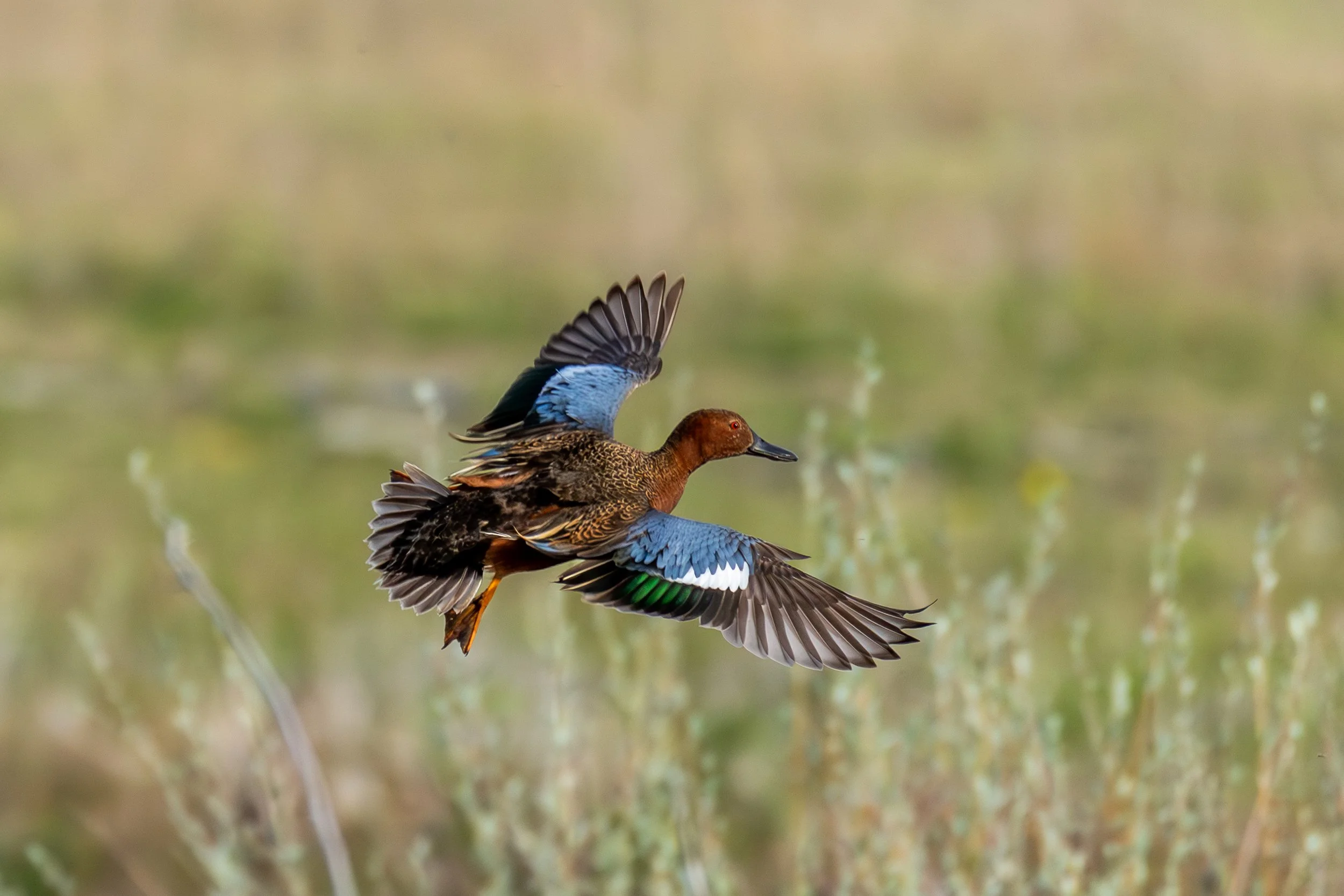 Blacks Creek 5-10-25-3.jpg