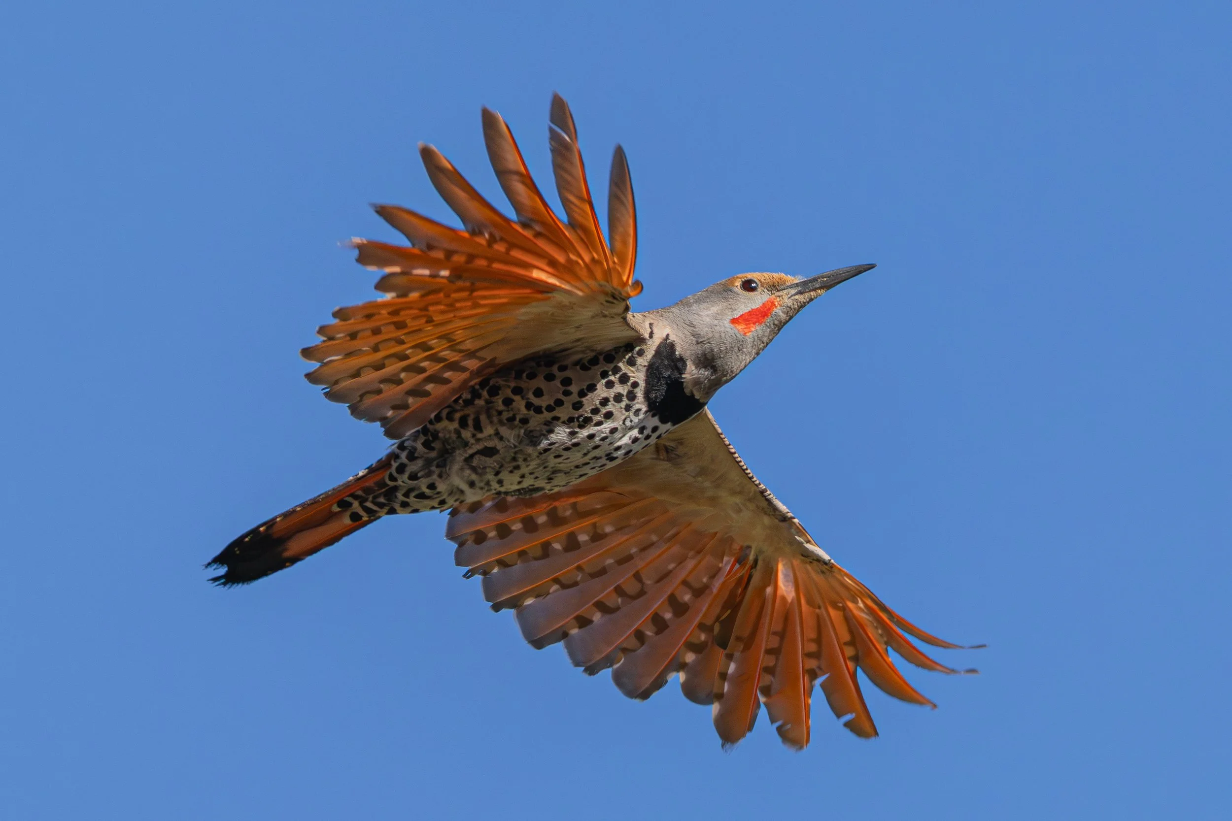 Observatory 6-28-25-18.jpg