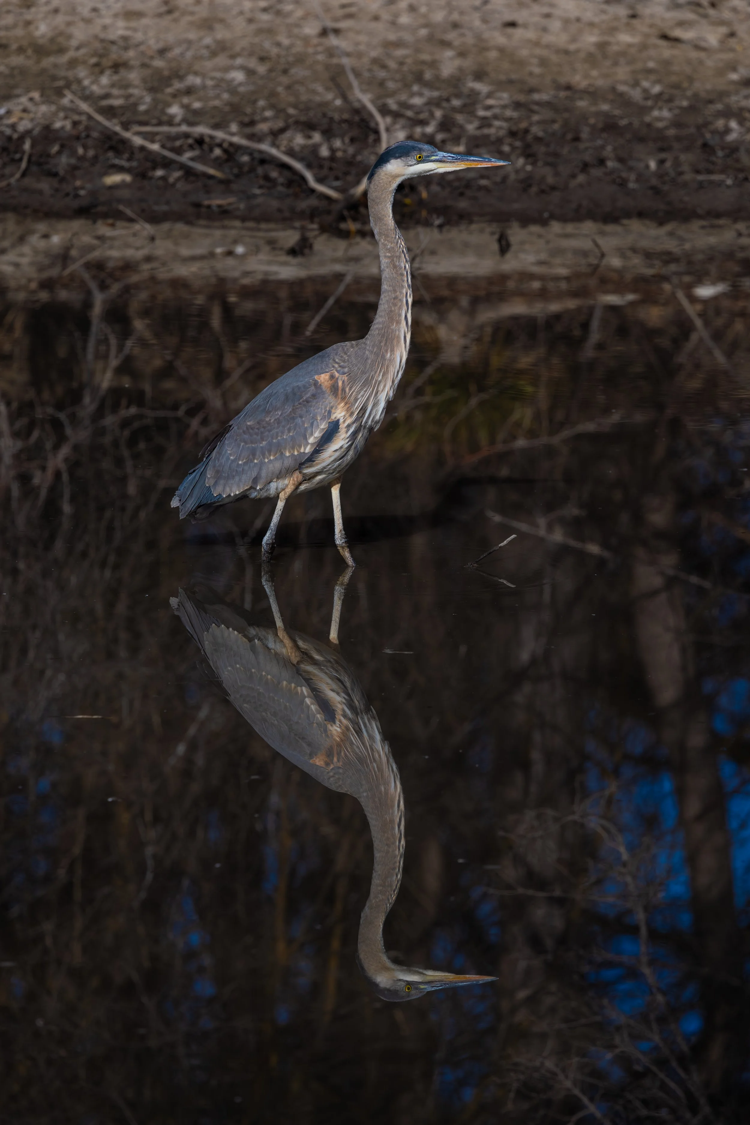 Albertsons Park 2-2-26-7.jpg