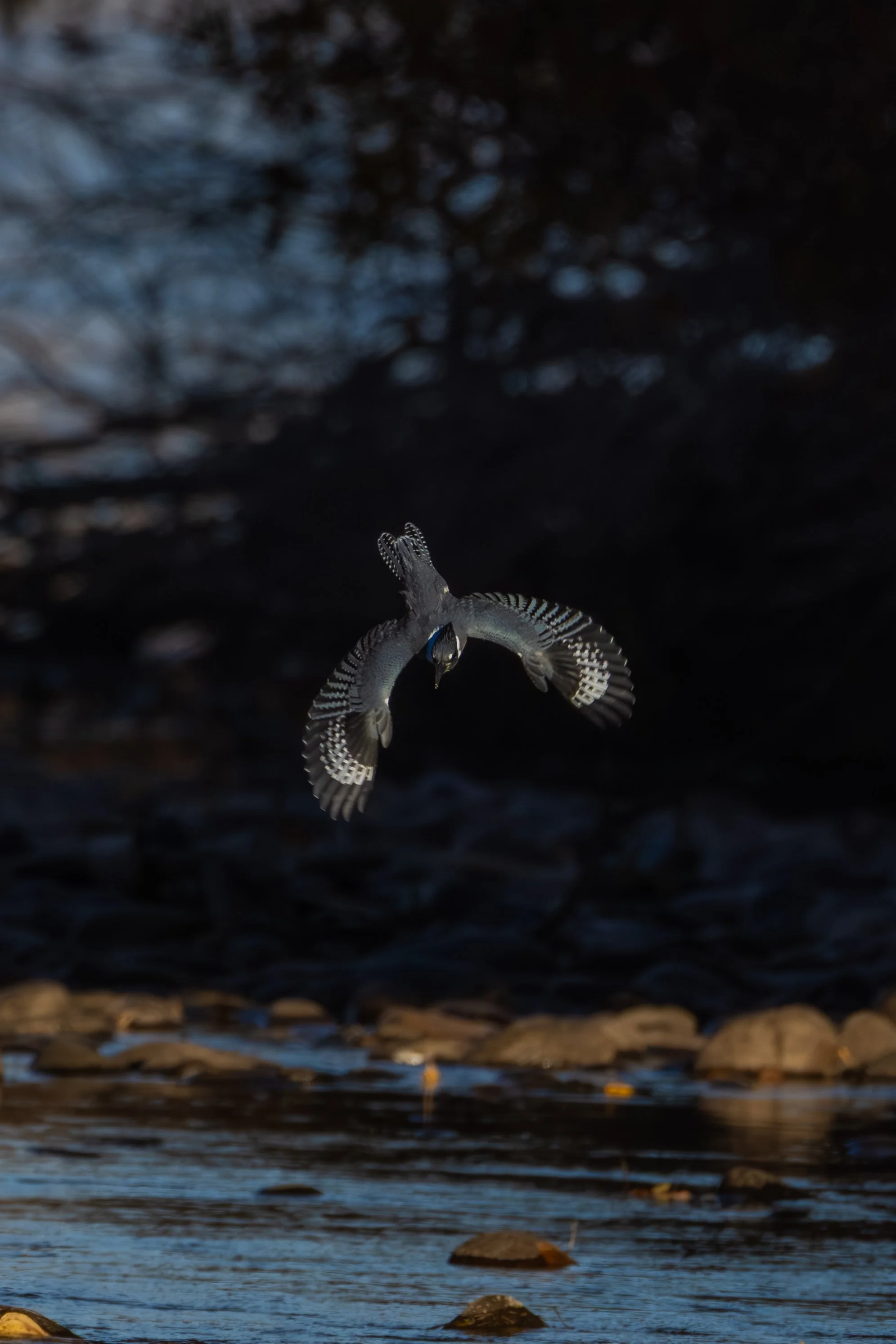 Barber Park 11-8-25-4.jpg