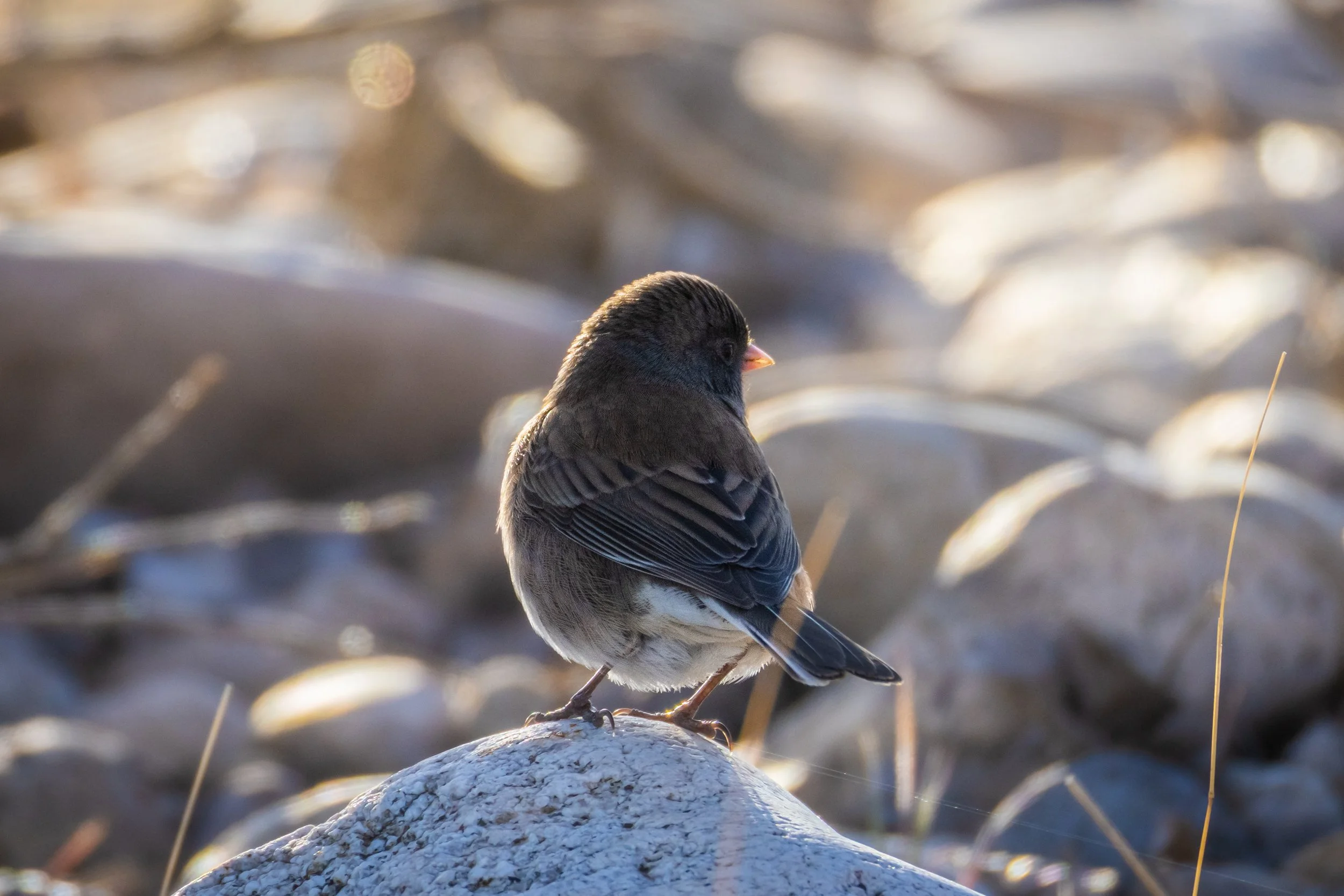 Blacks Creek 4-5-25-21.jpg