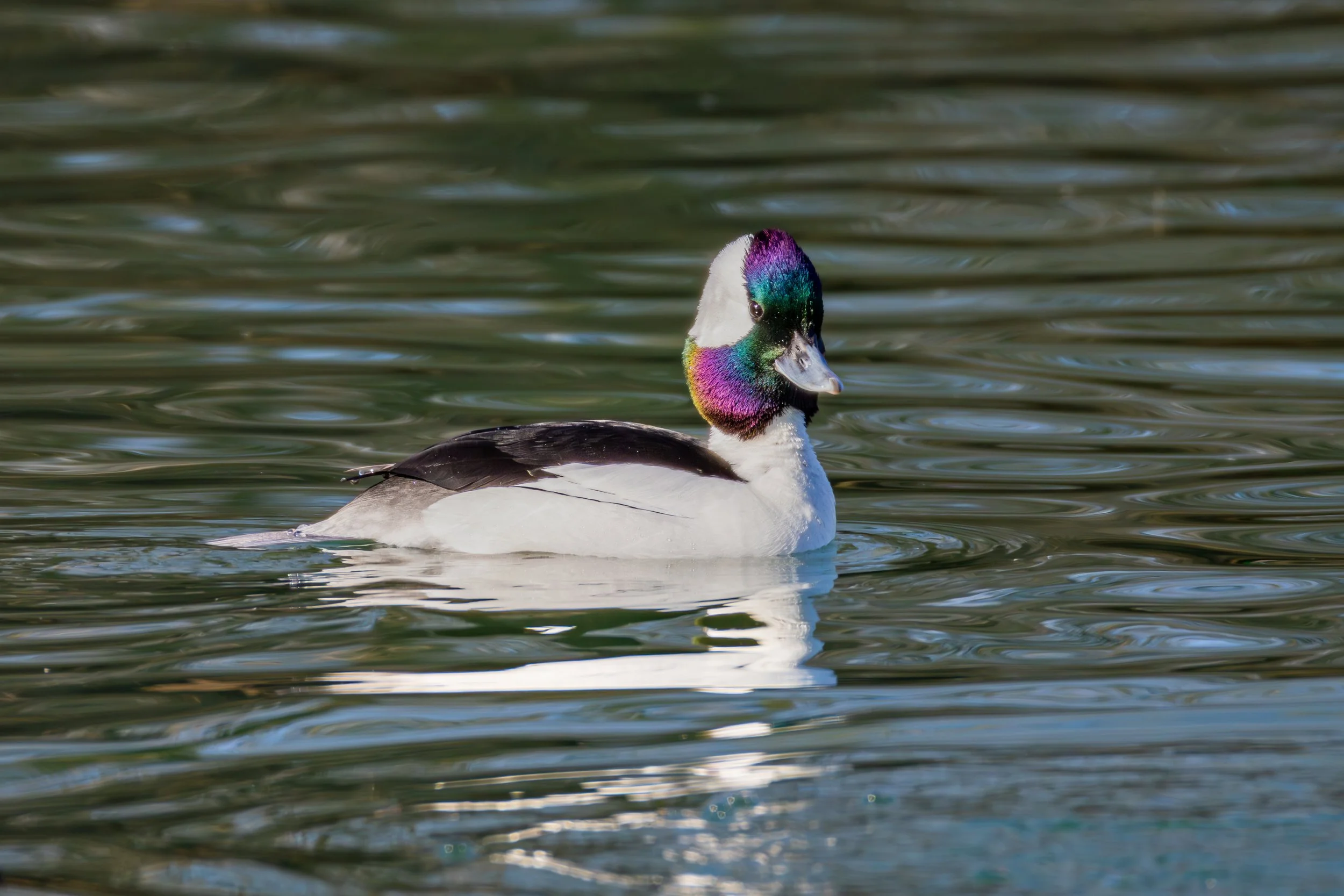 Wilson Springs Ponds - 1-25-2025-1.jpg