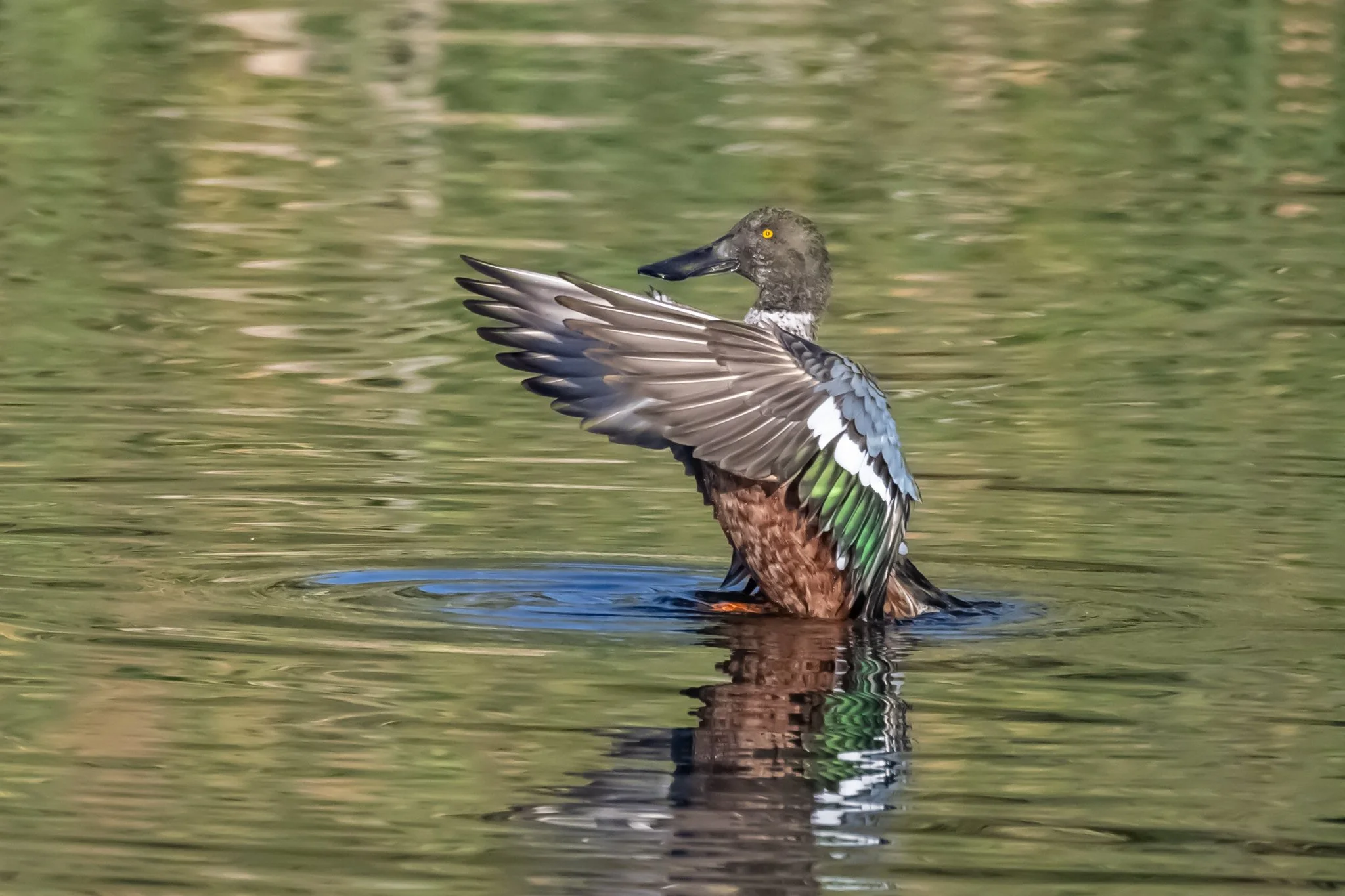 Hyatt - 9-19-2024-6.jpg