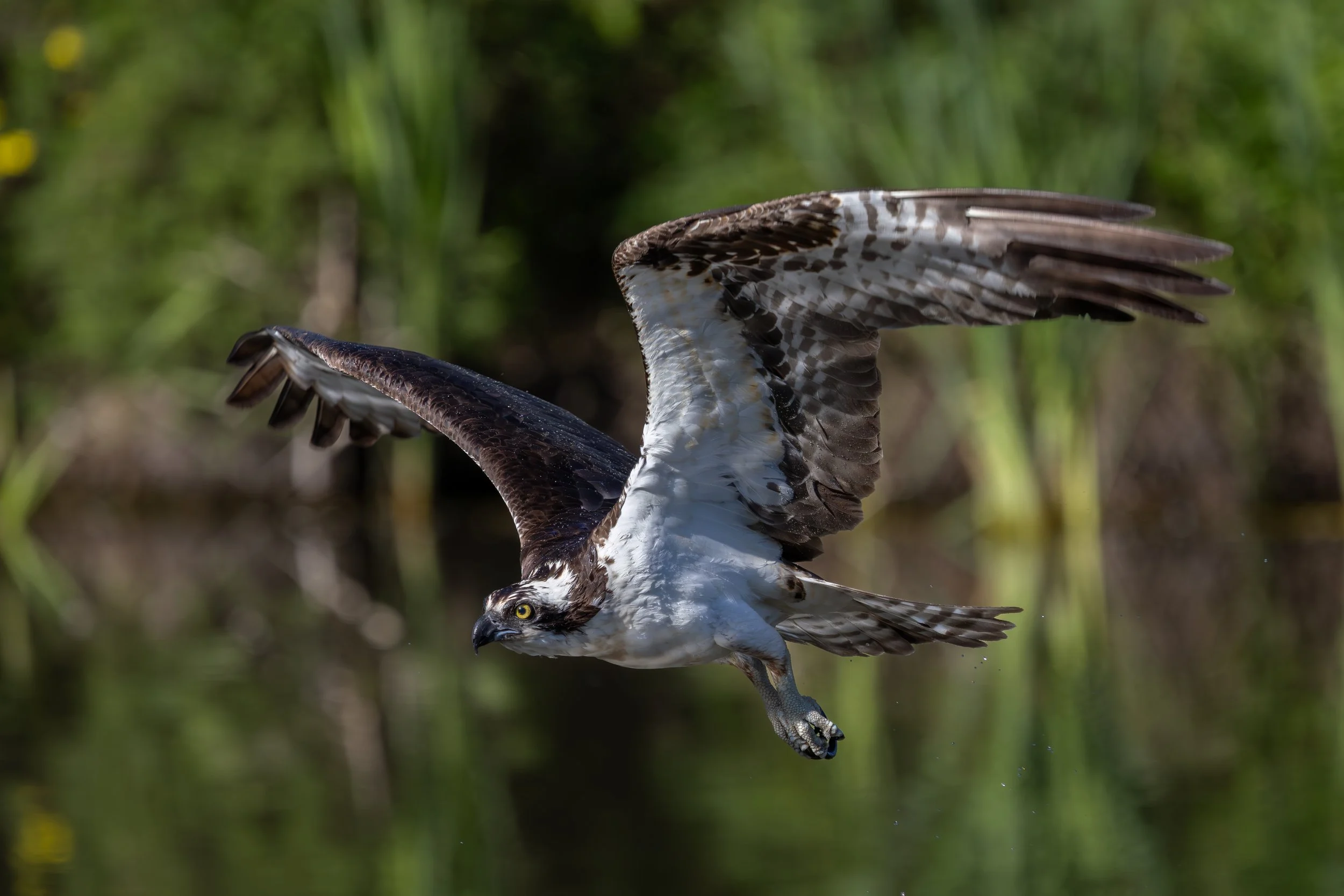 Albertsons 5-24-25-19.jpg
