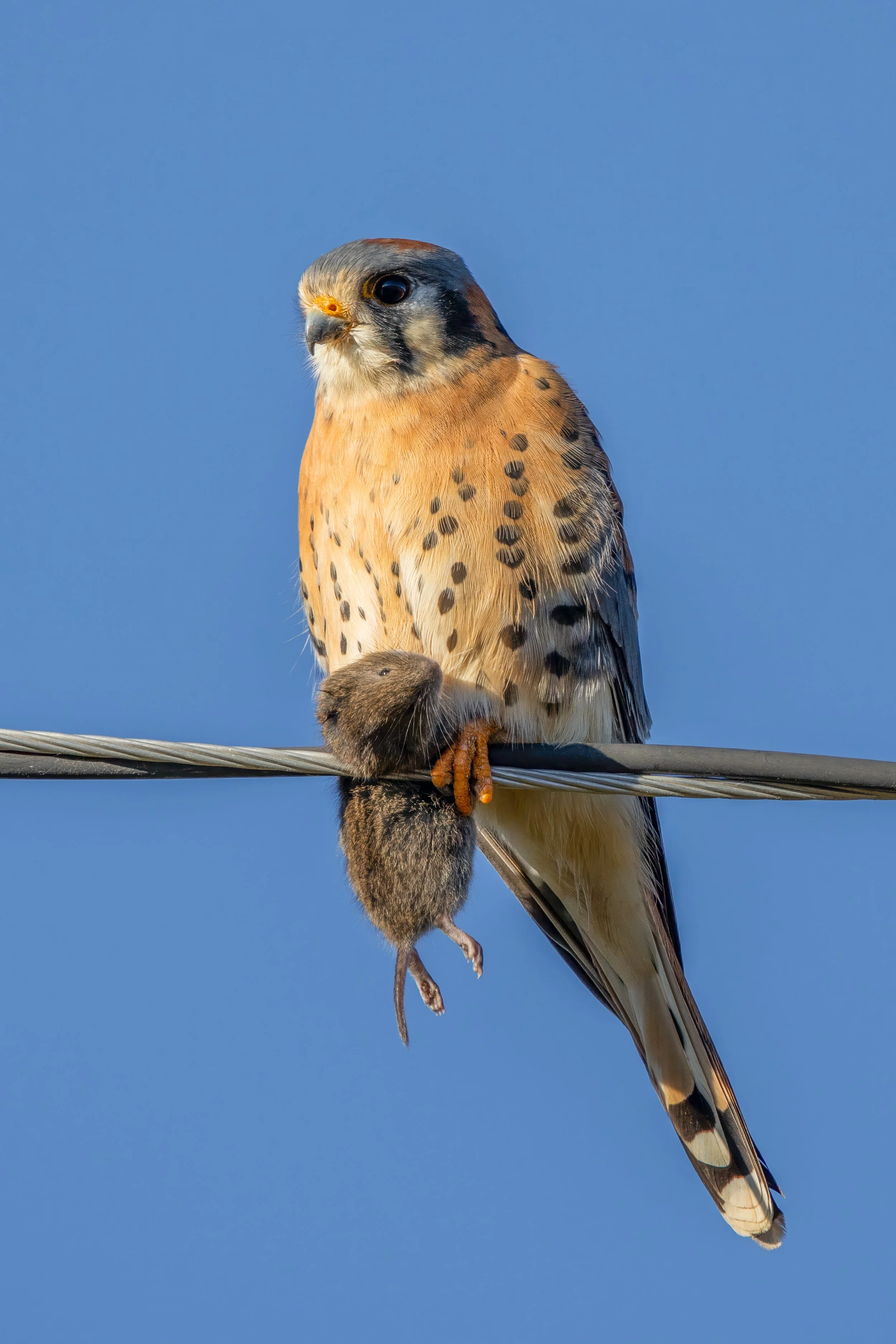 Hidden Springs - 12-21-25.jpg