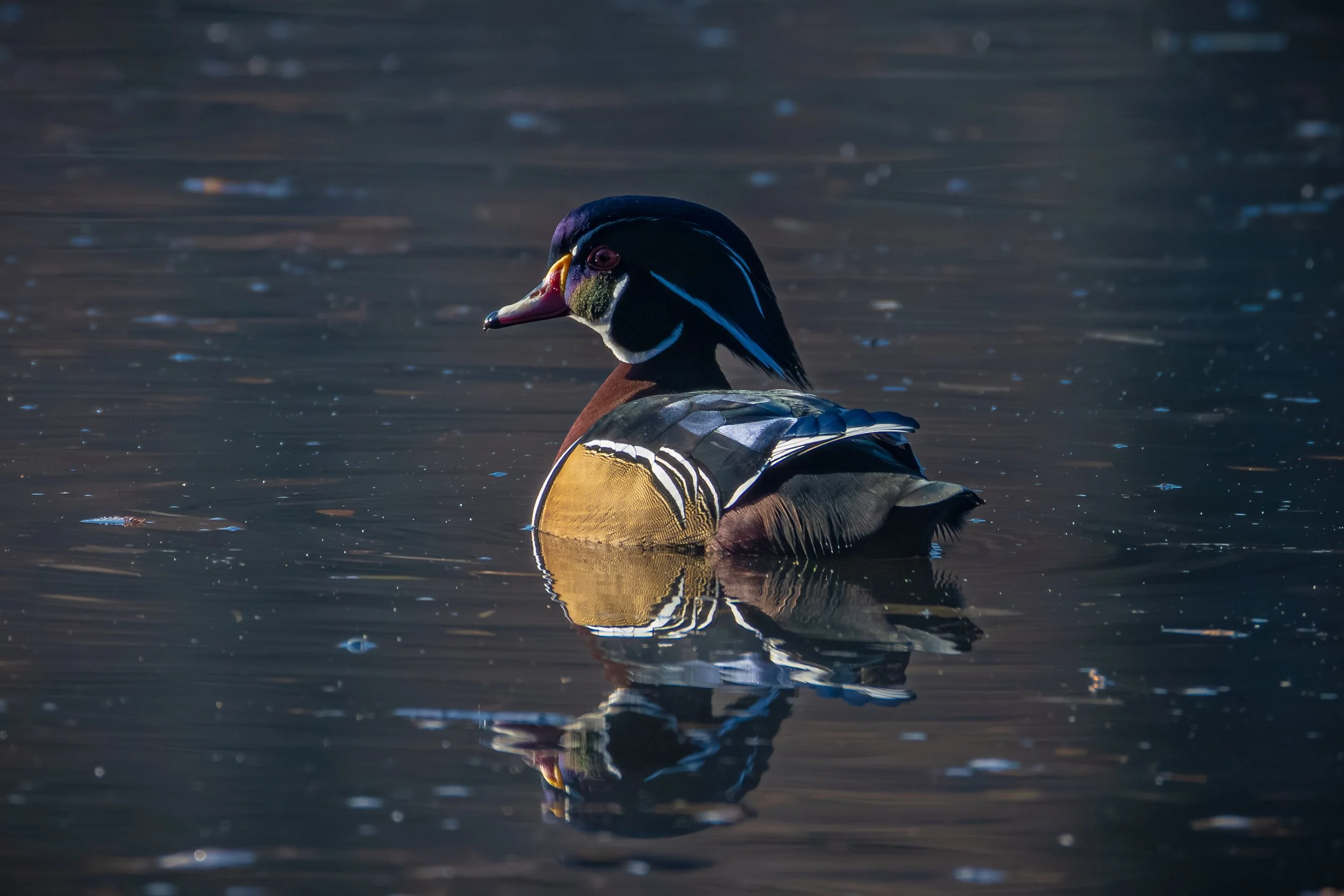 Albertsons Park 11-22-25-10.jpg