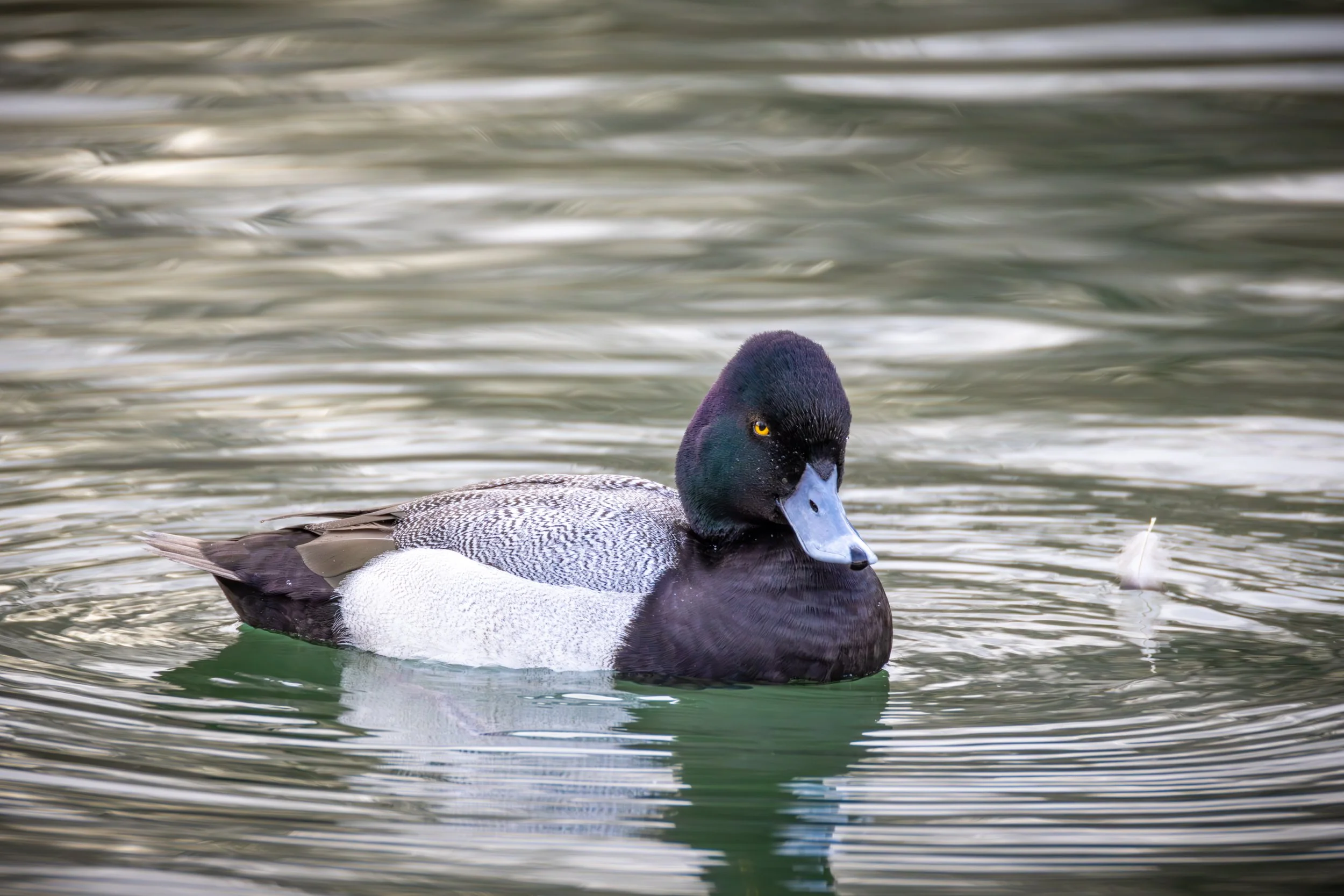 Marsing 2-1-25-7.jpg