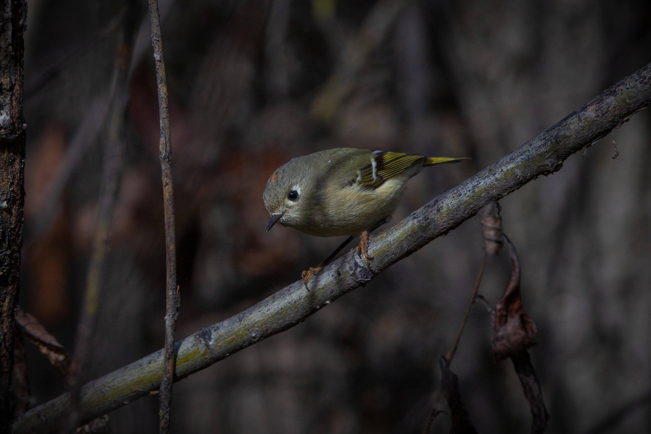 VMP - 12-10-25-10.jpg