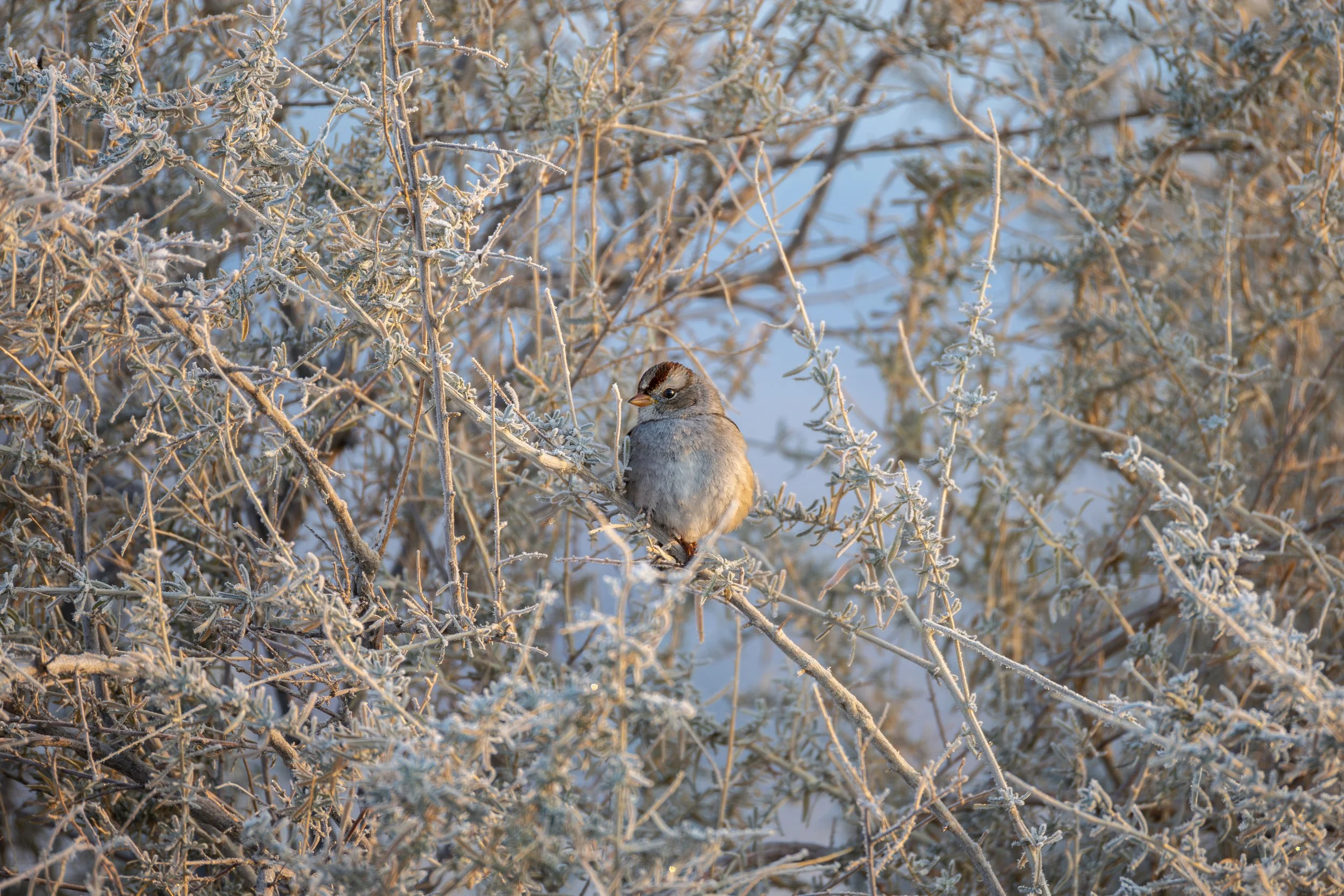 Lakw Lowell 12-1-2024-14.jpg