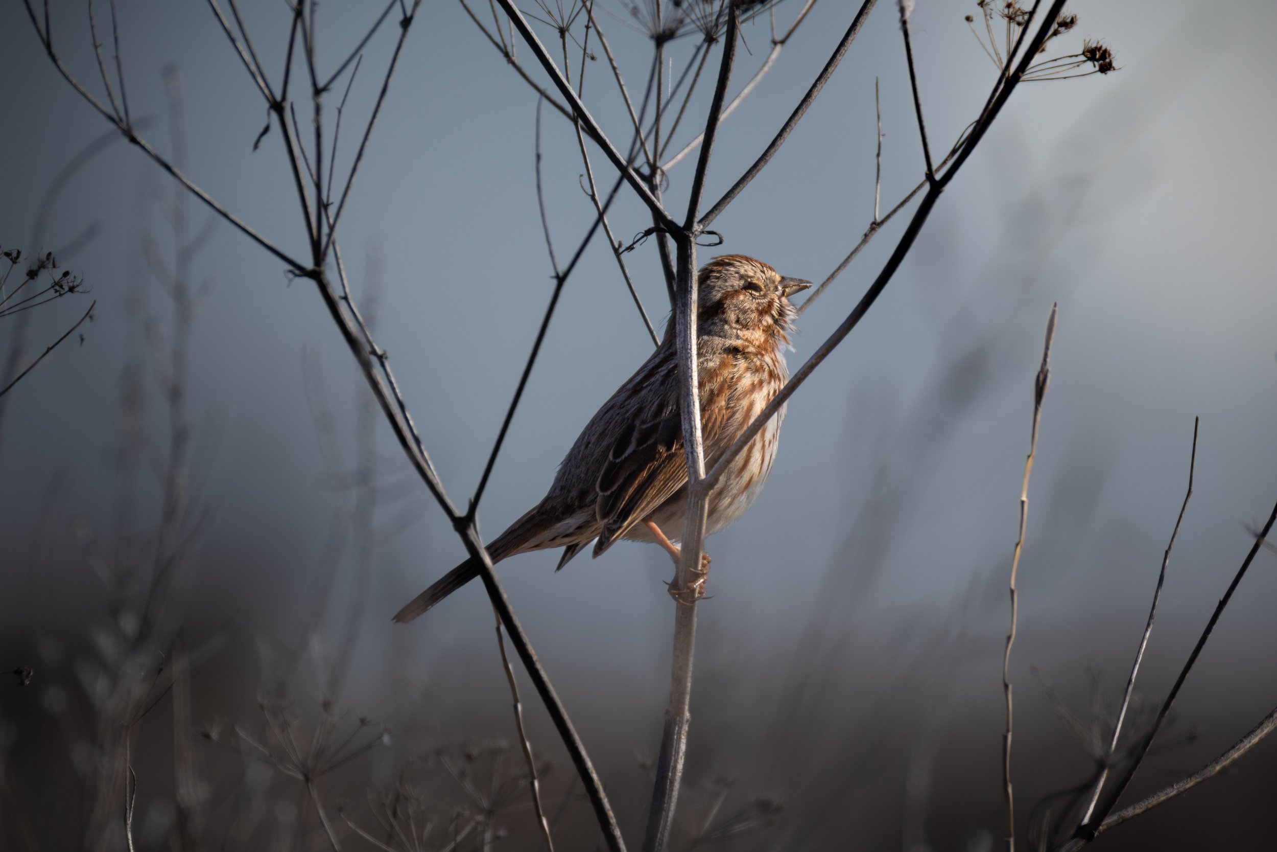 Old Fort Boise 3-25-25-10.jpg