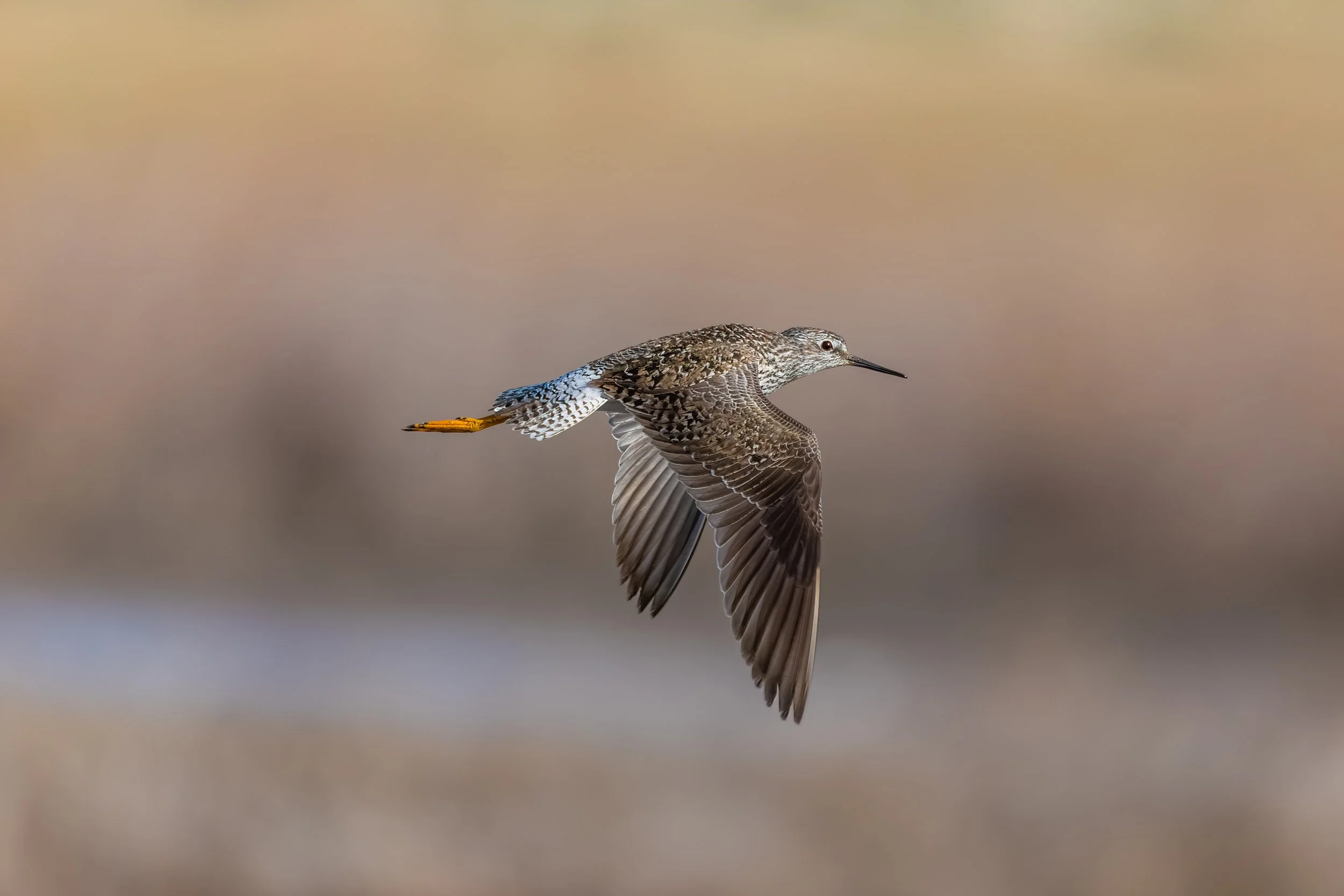 Blacks Creek - 4-26-2025-1.jpg