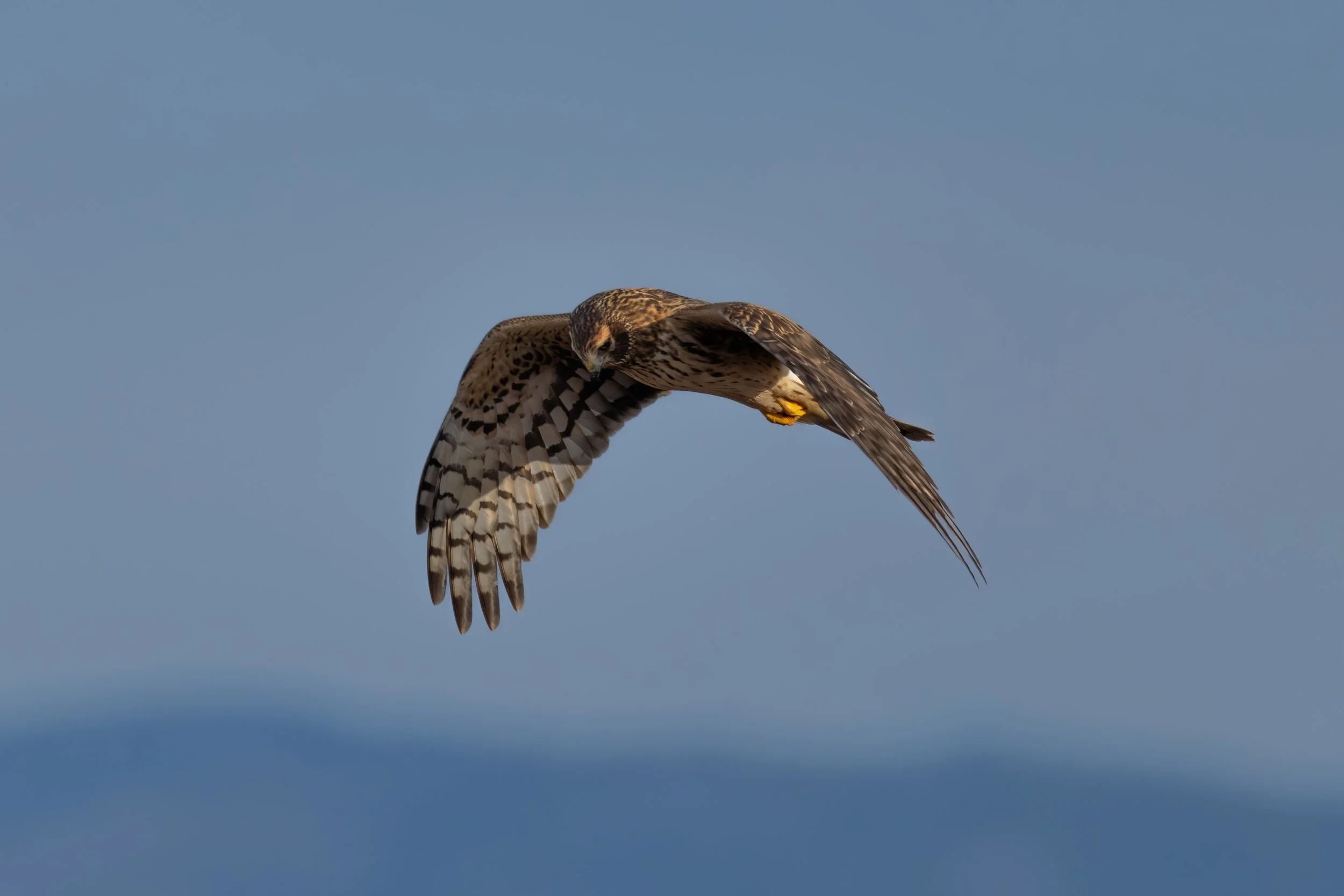 Blacks Creek 1-31-26-07.jpg