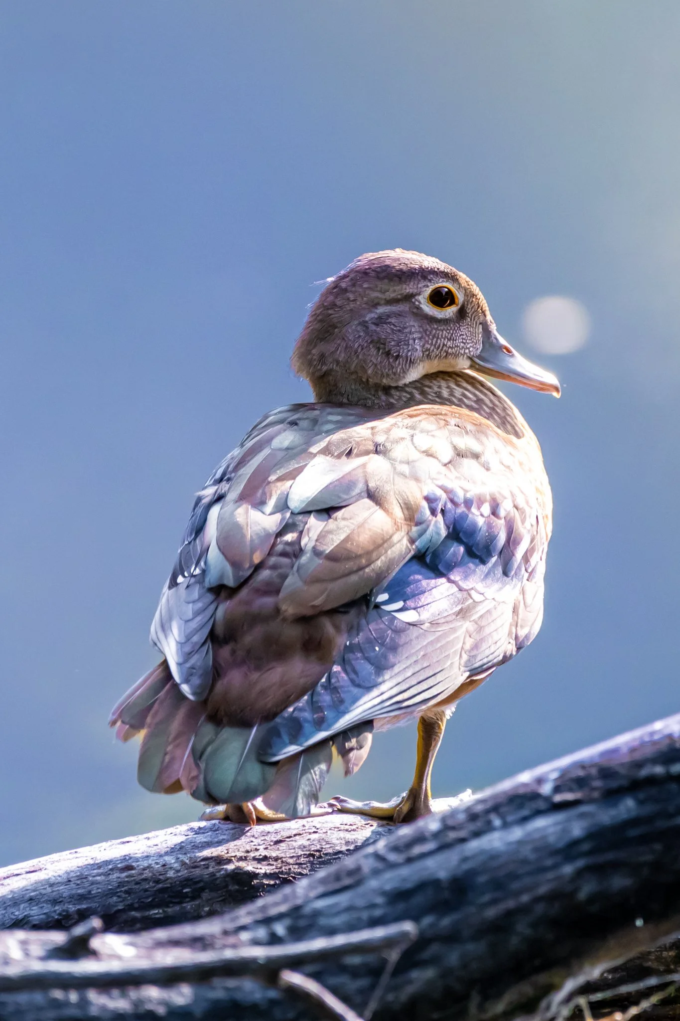 Blackcreek 8-4-2024-11.jpg